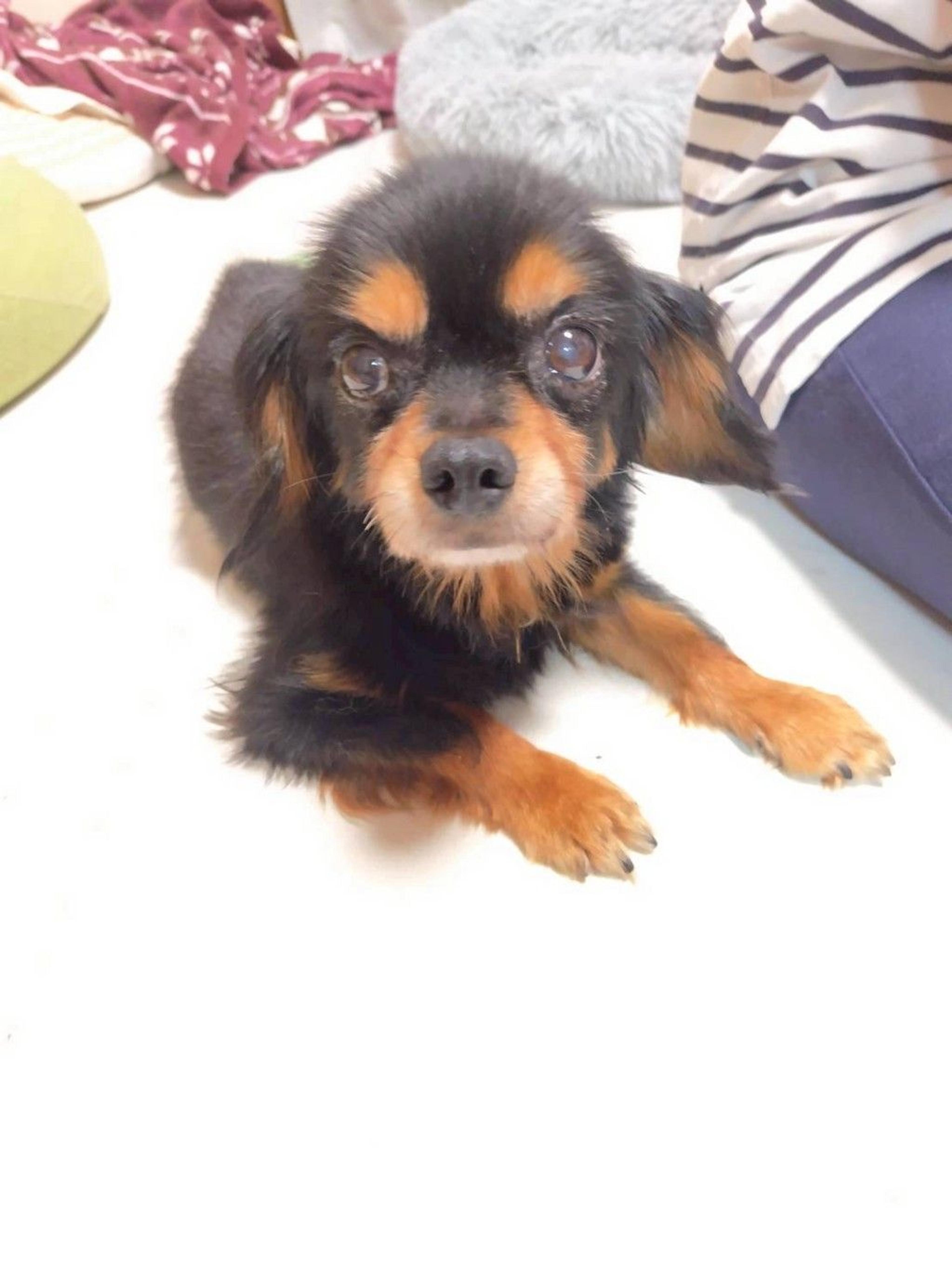 pet-image-2