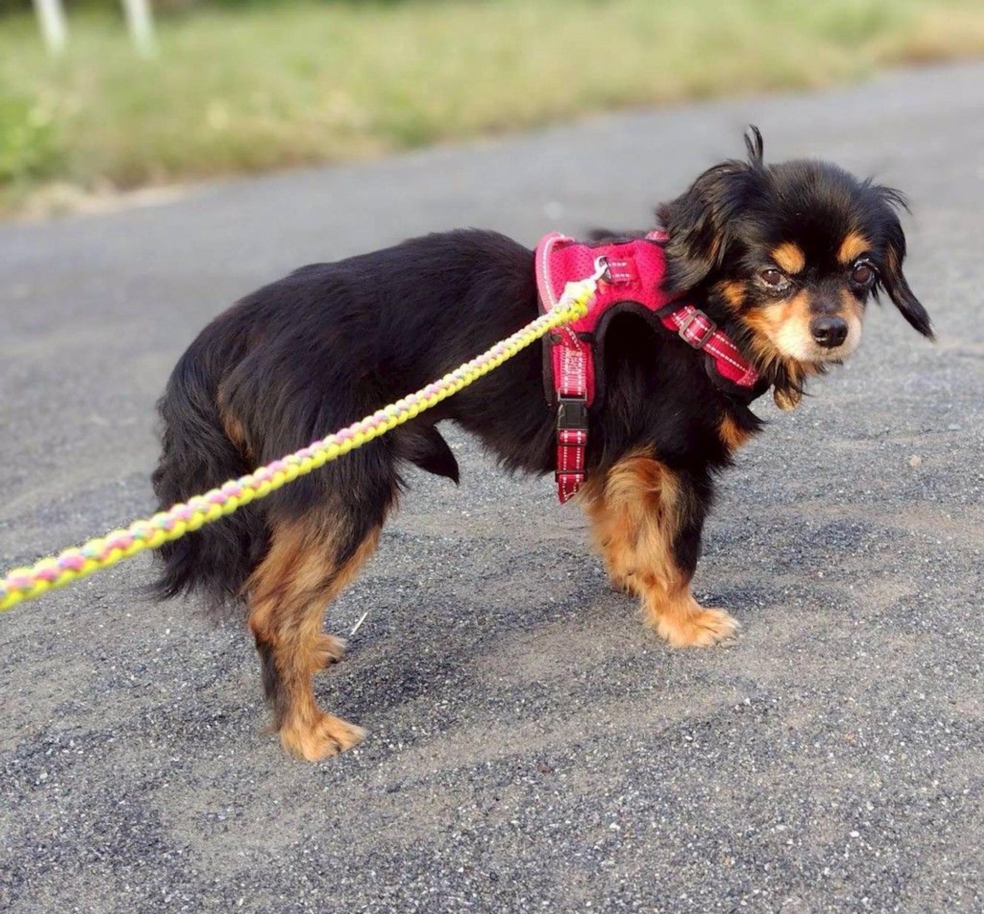 pet-image-5