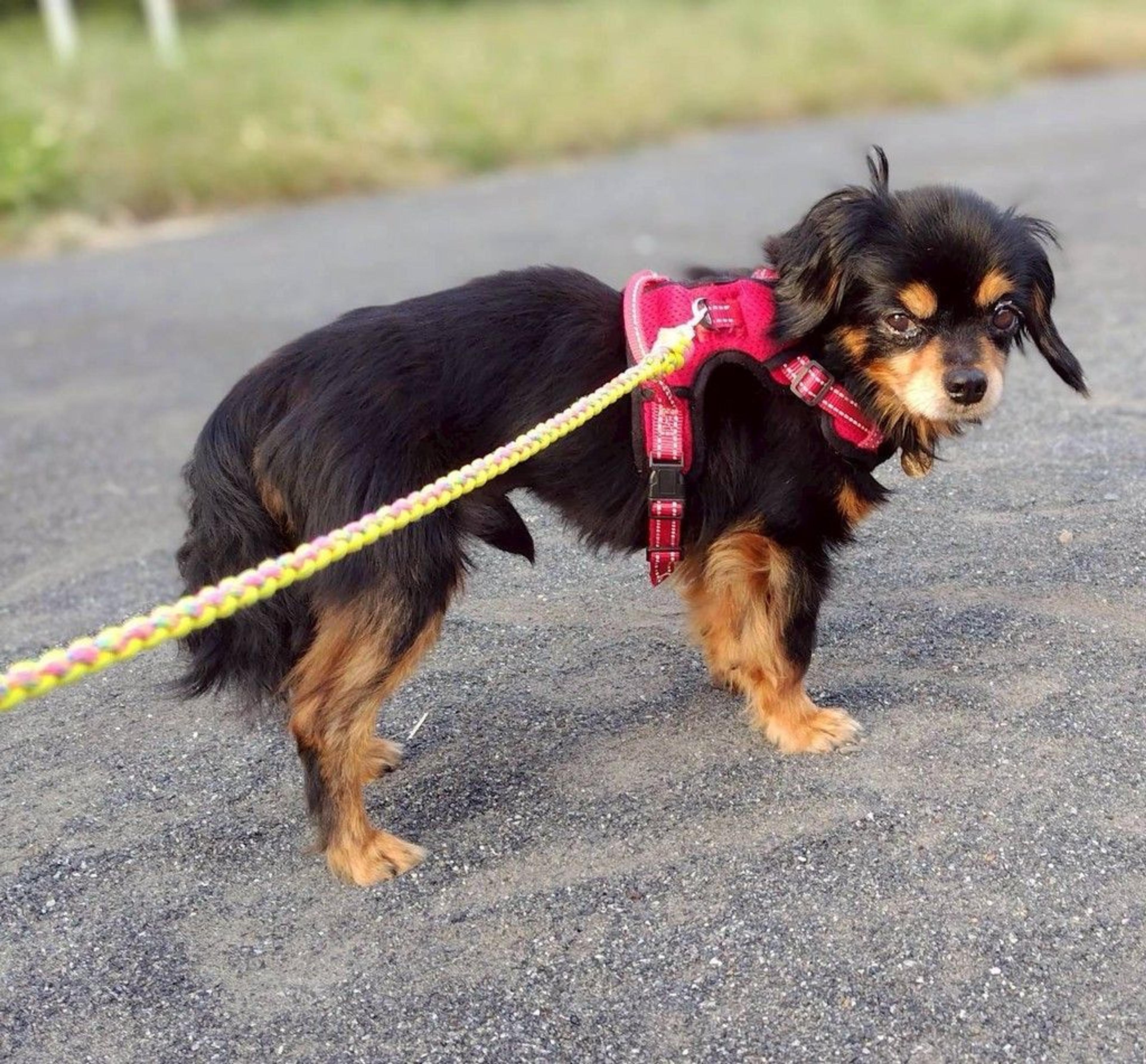 pet-image-5