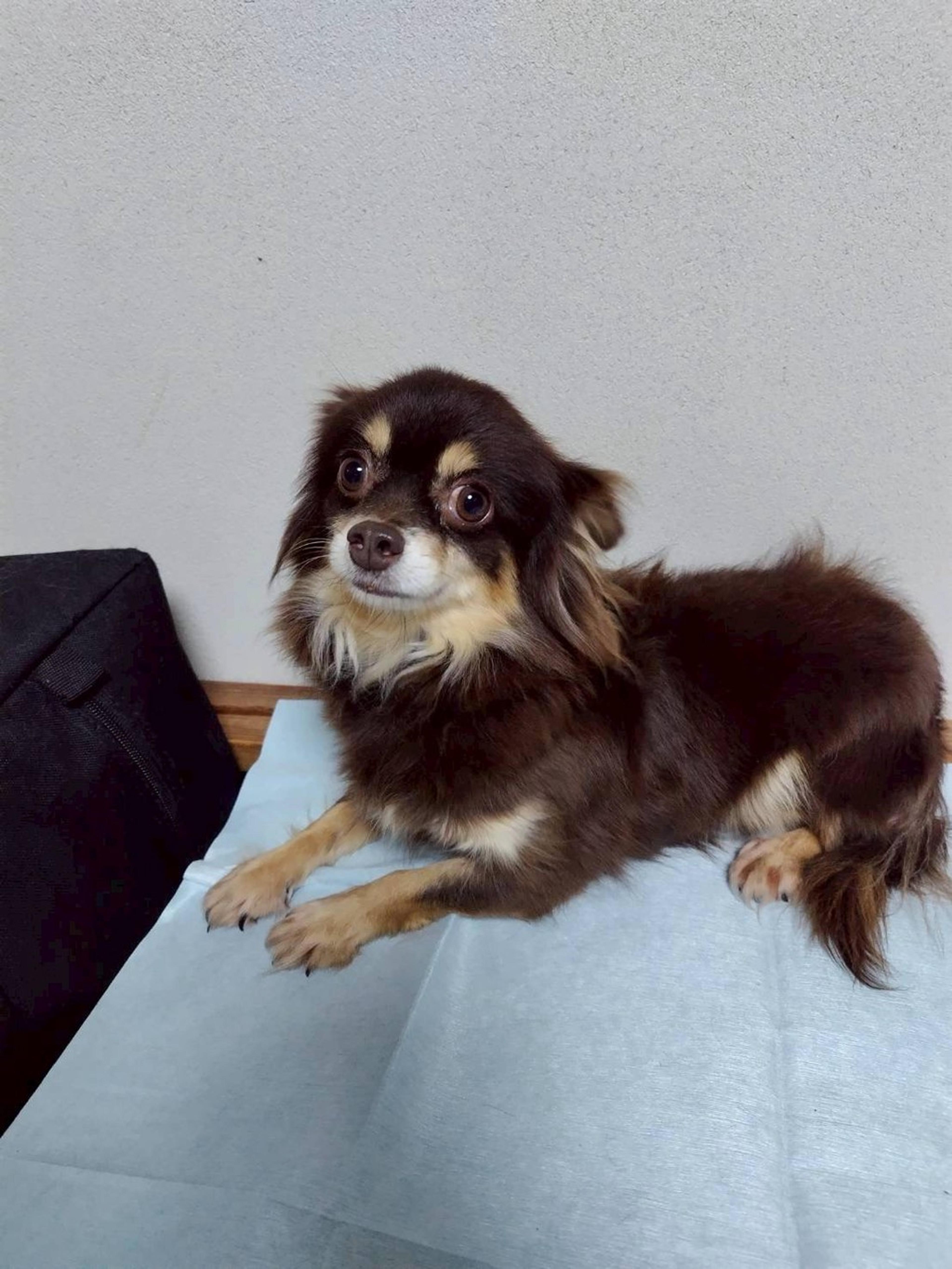 pet-image-2