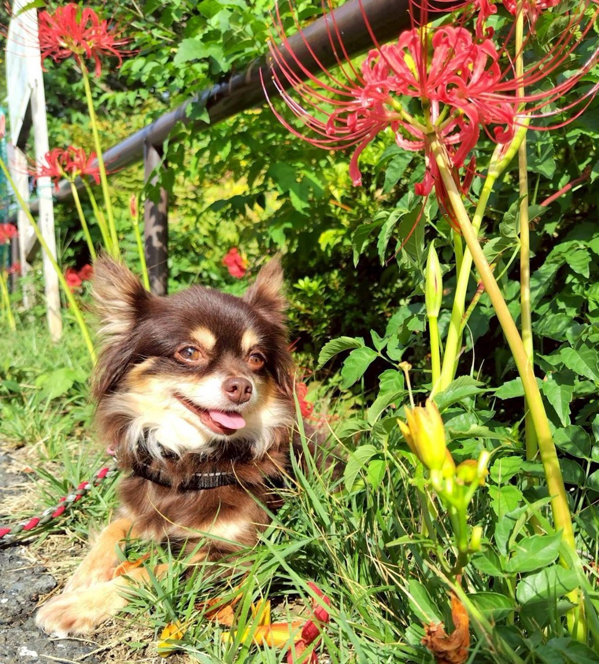 pet-image-5