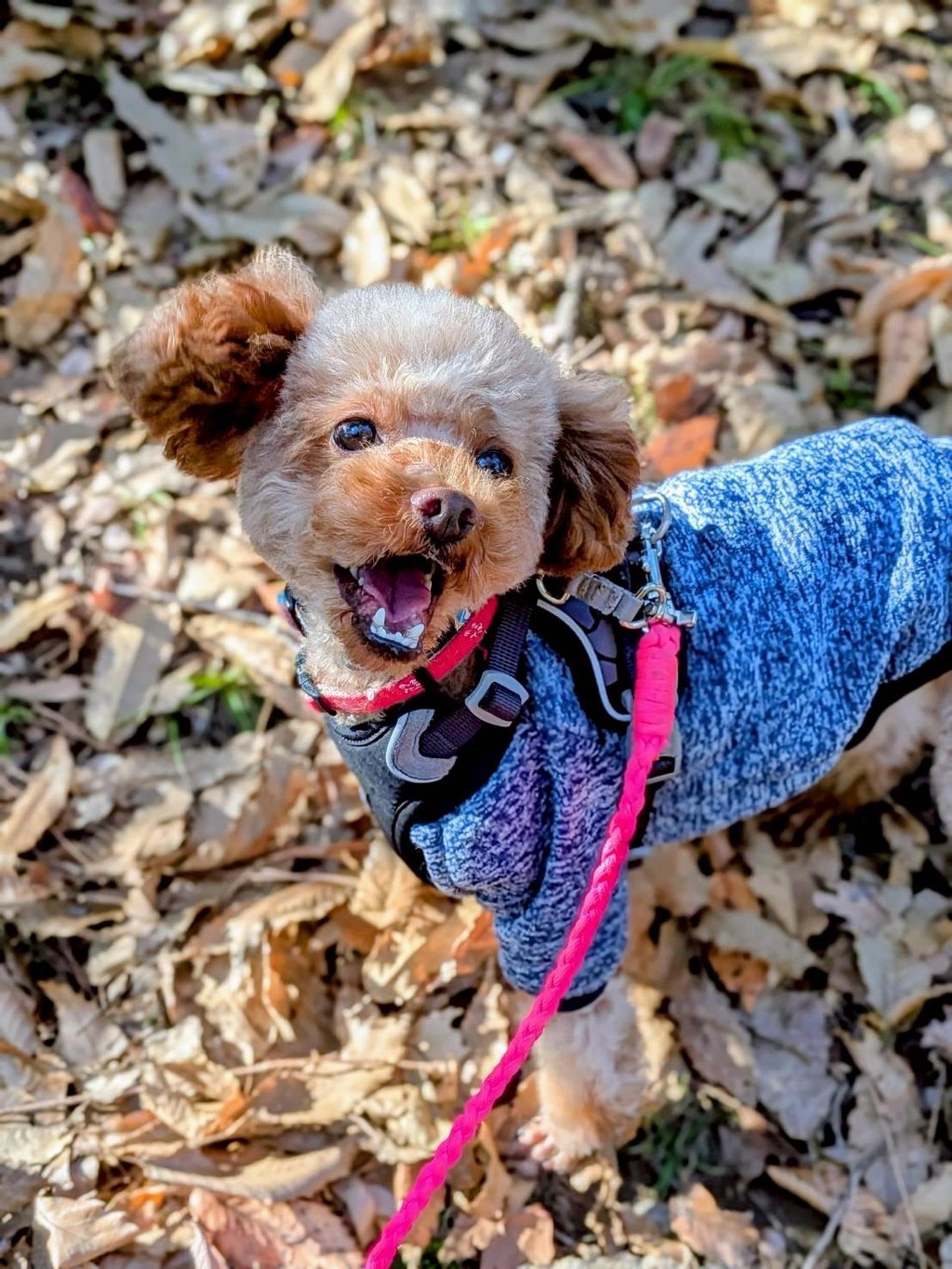 pet-image-3