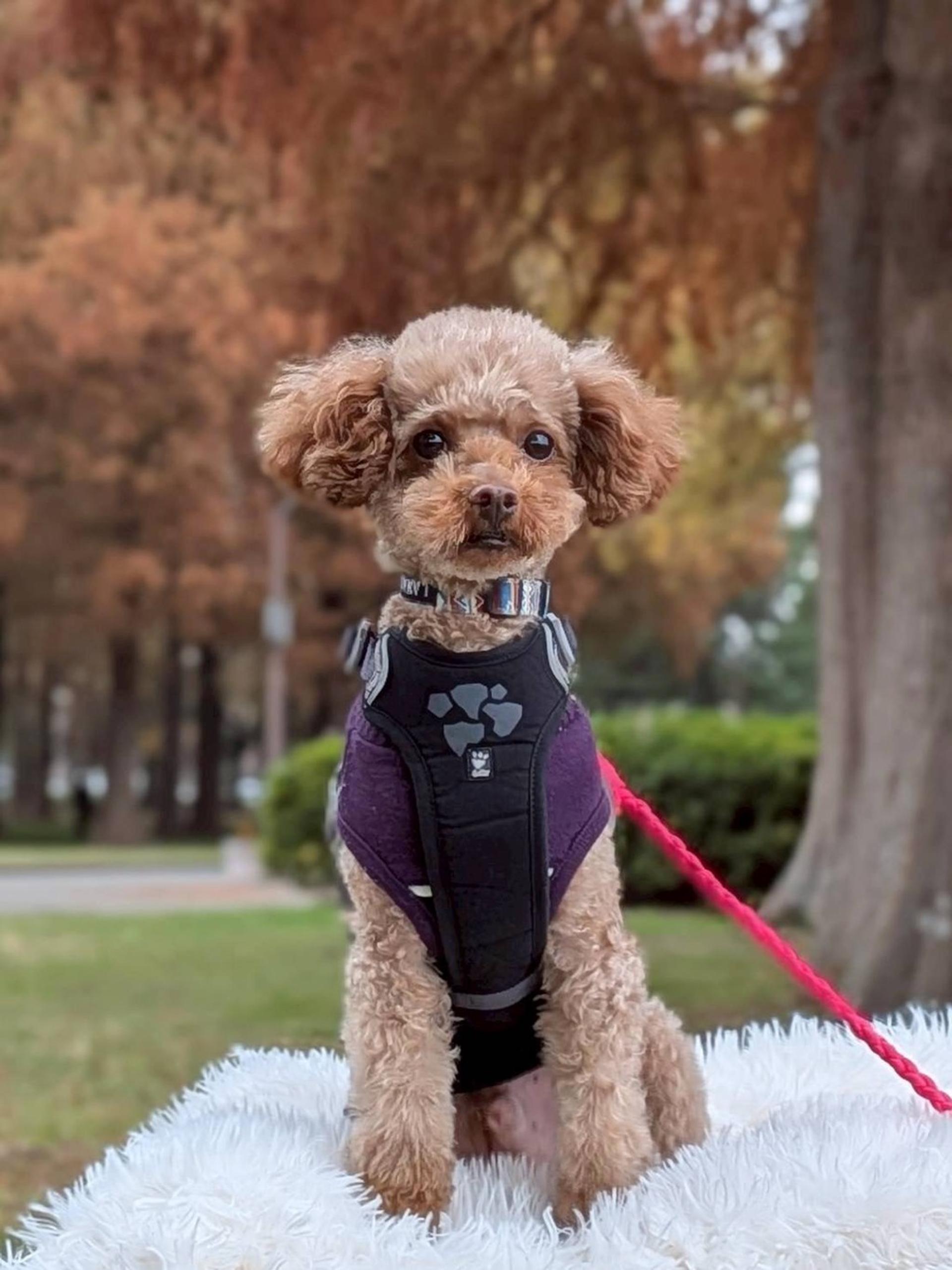 pet-image-4