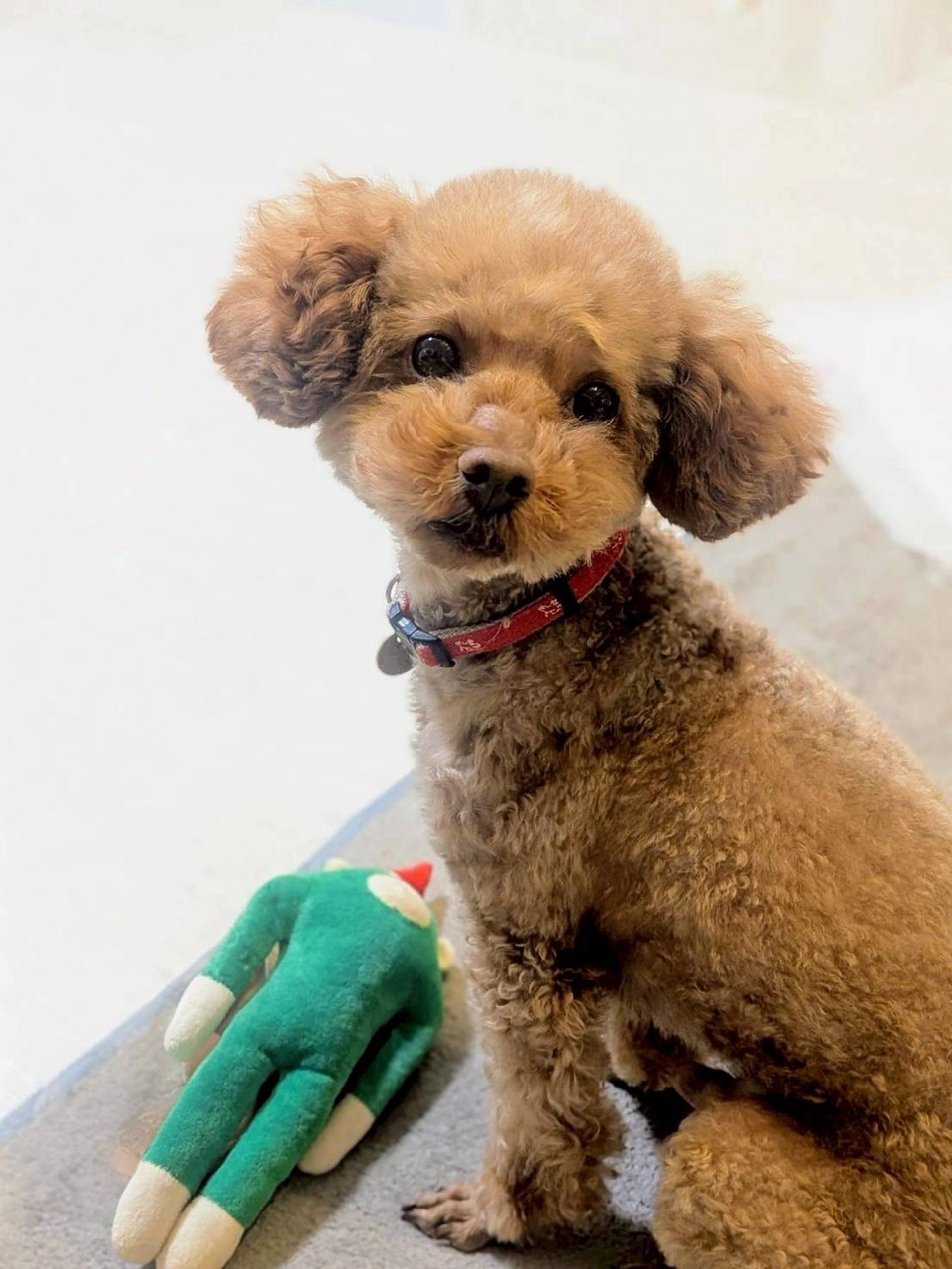 pet-image-6