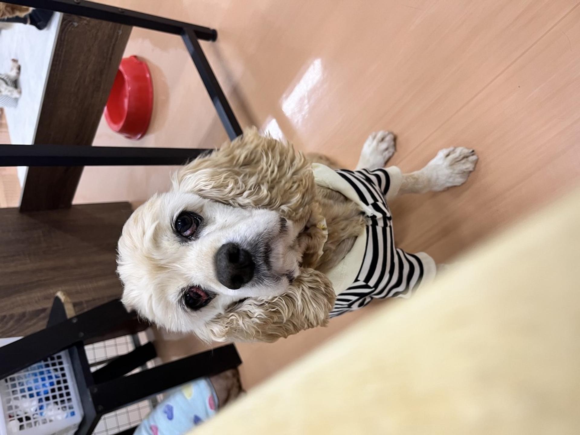 pet-image-2