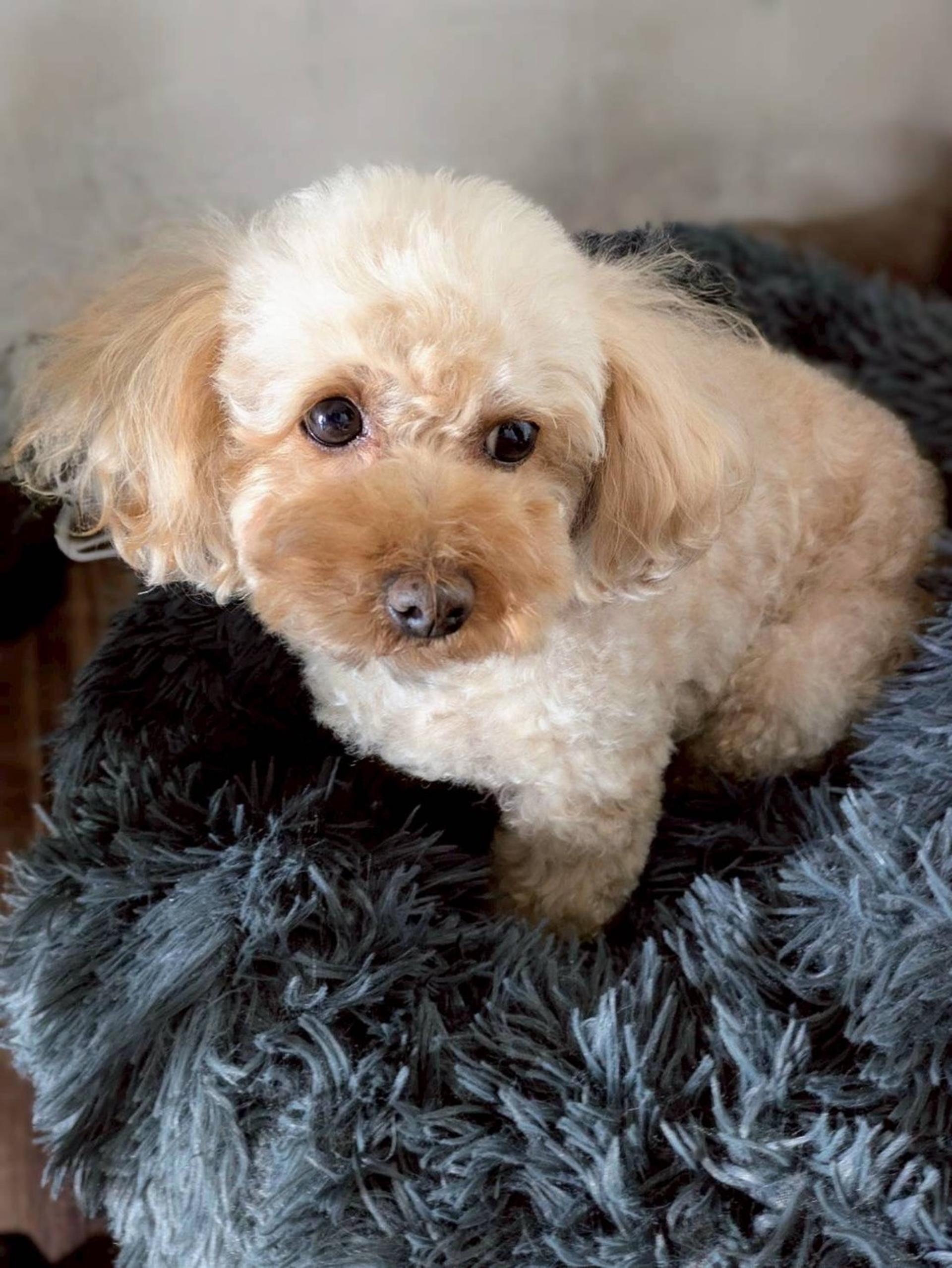 pet-image-3
