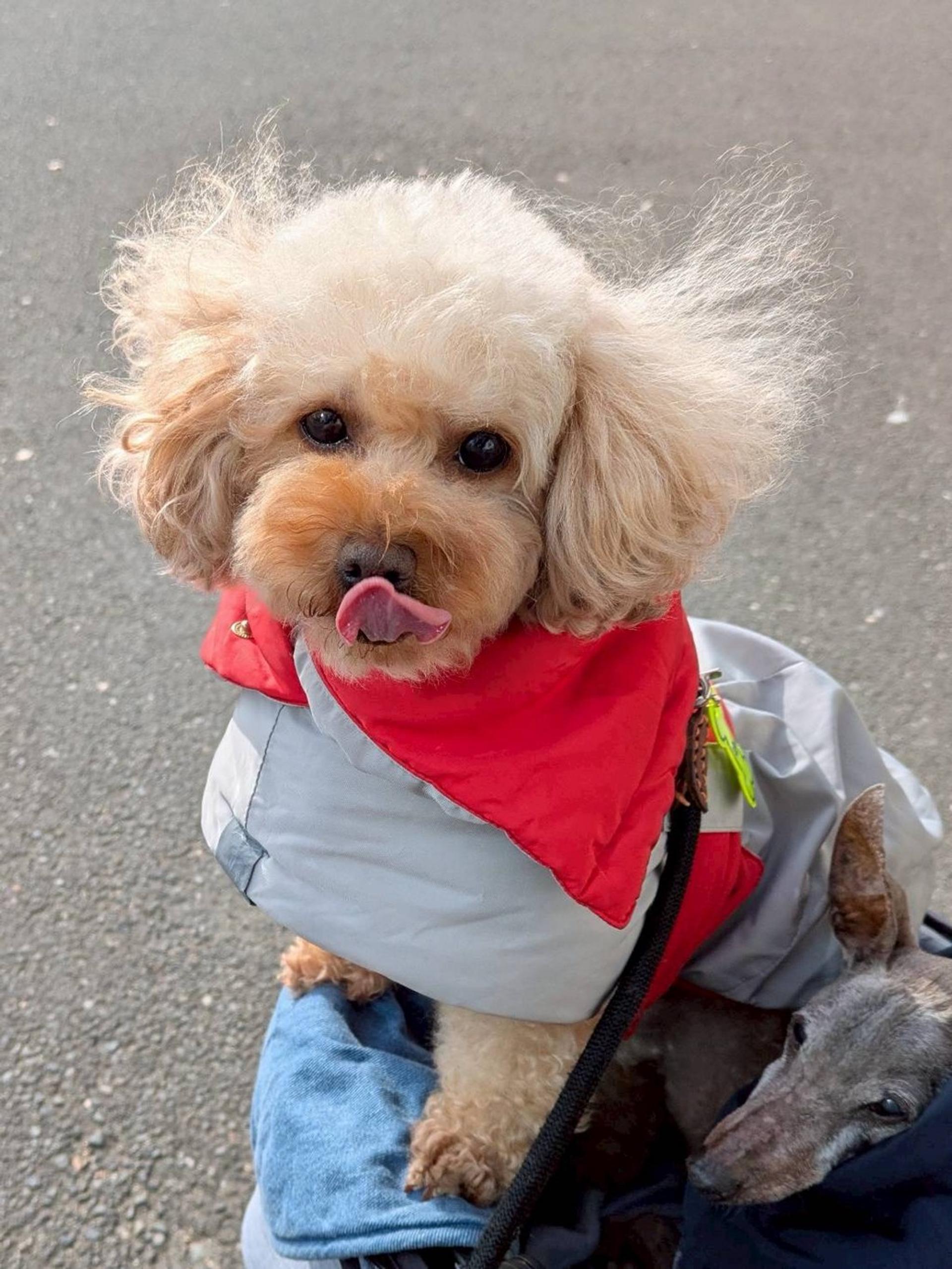 pet-image-6