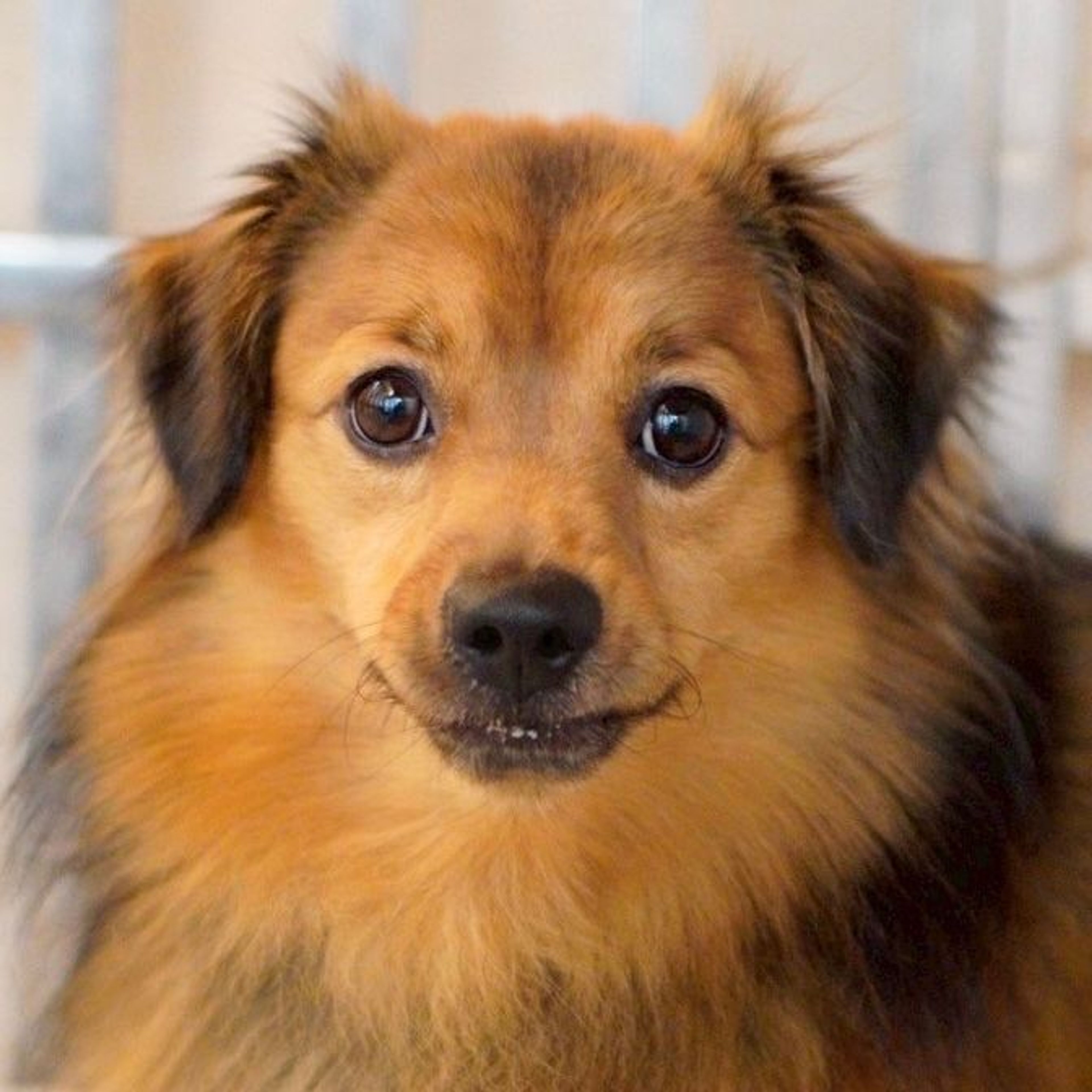 雑種（ミックス犬）・オスの里親募集の写真