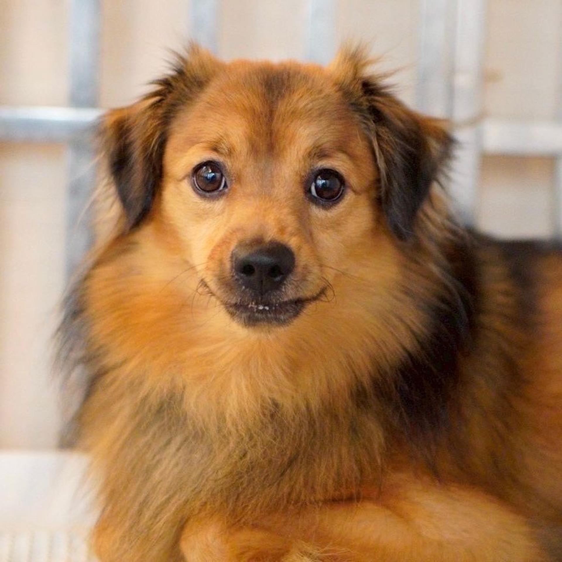pet-image-2