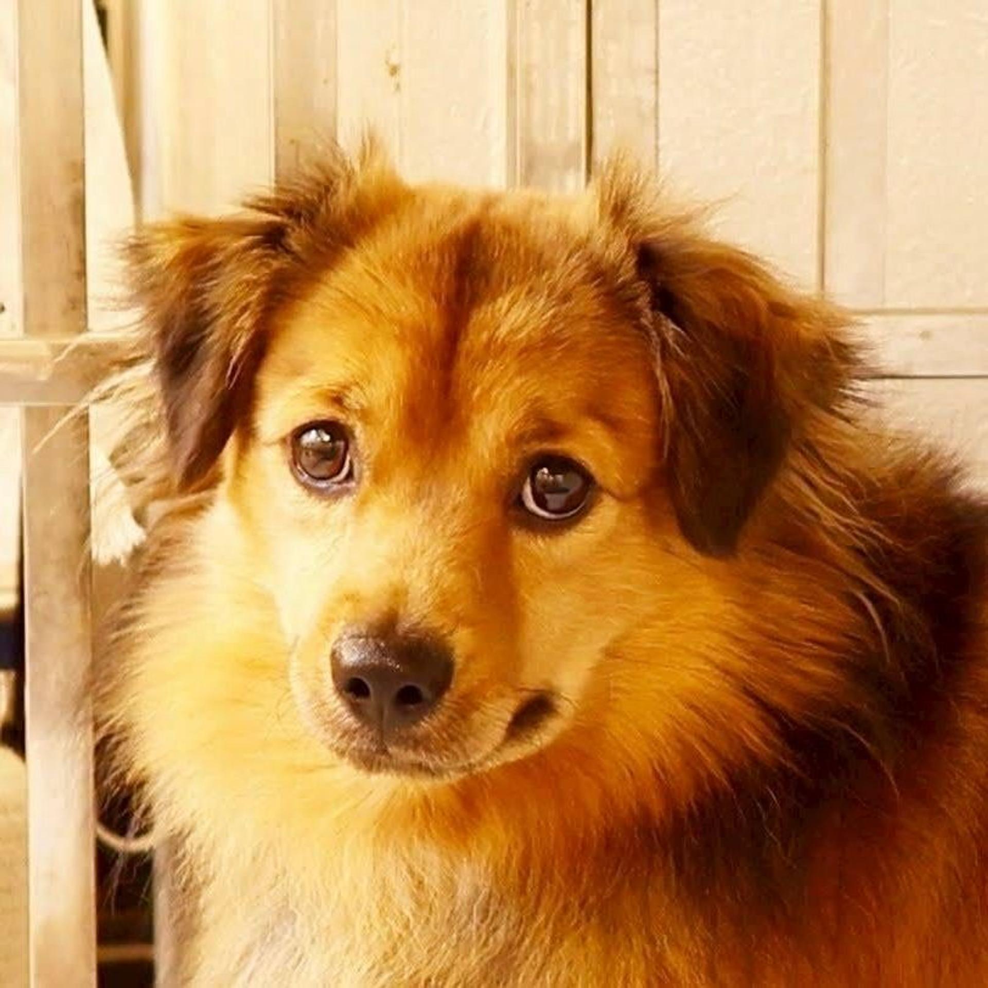 pet-image-4
