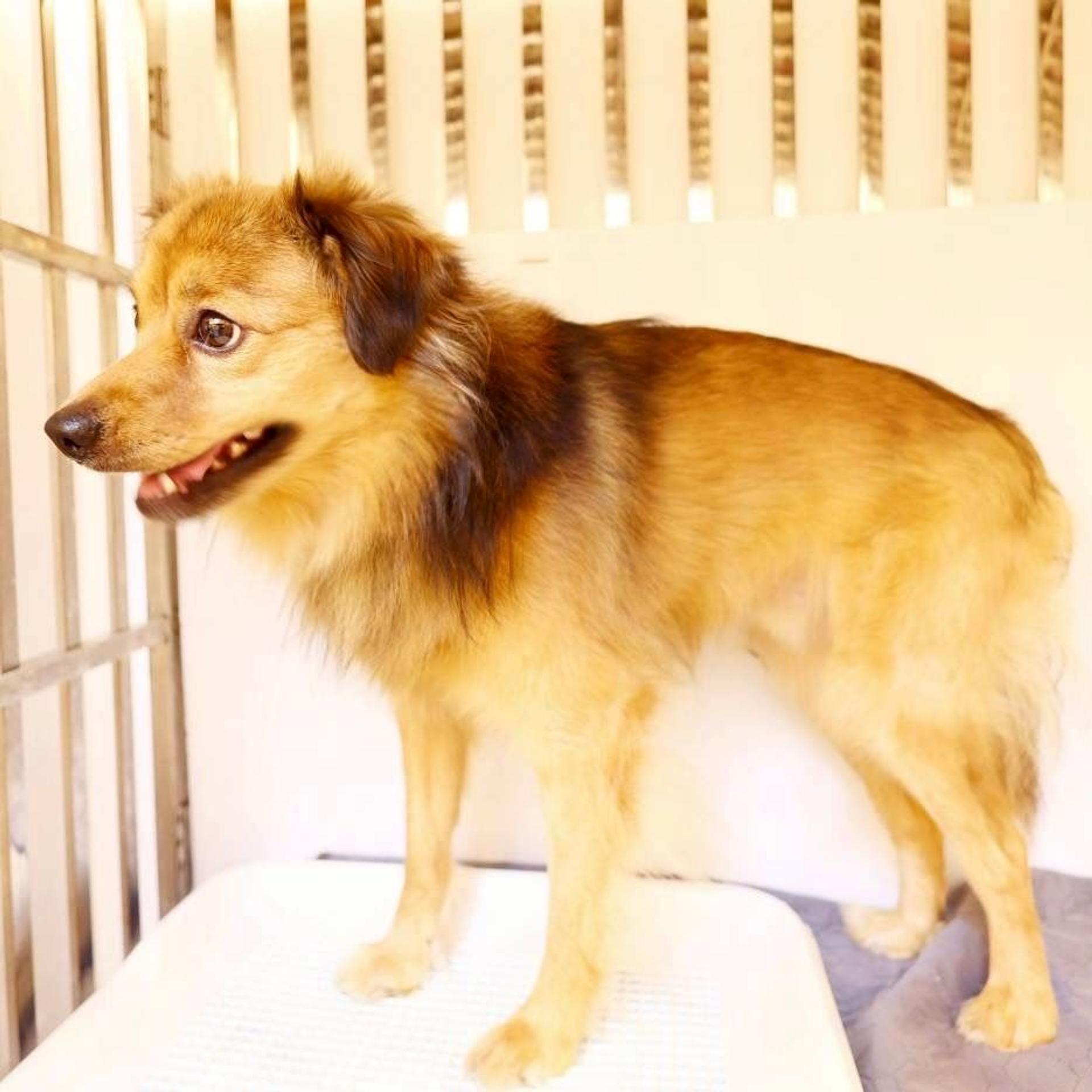 pet-image-6