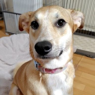 雑種（ミックス犬）・メスの里親募集の写真