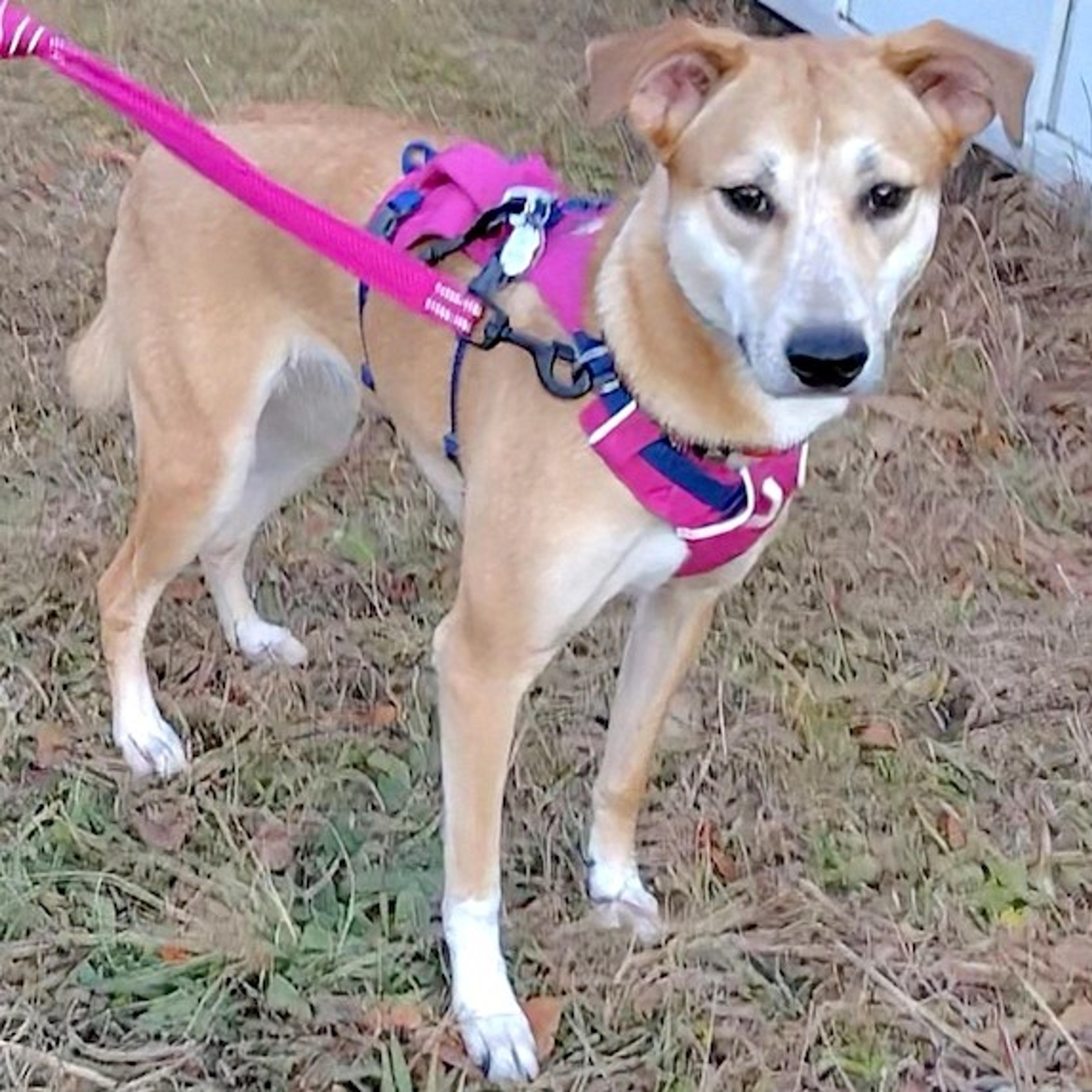 pet-image-2