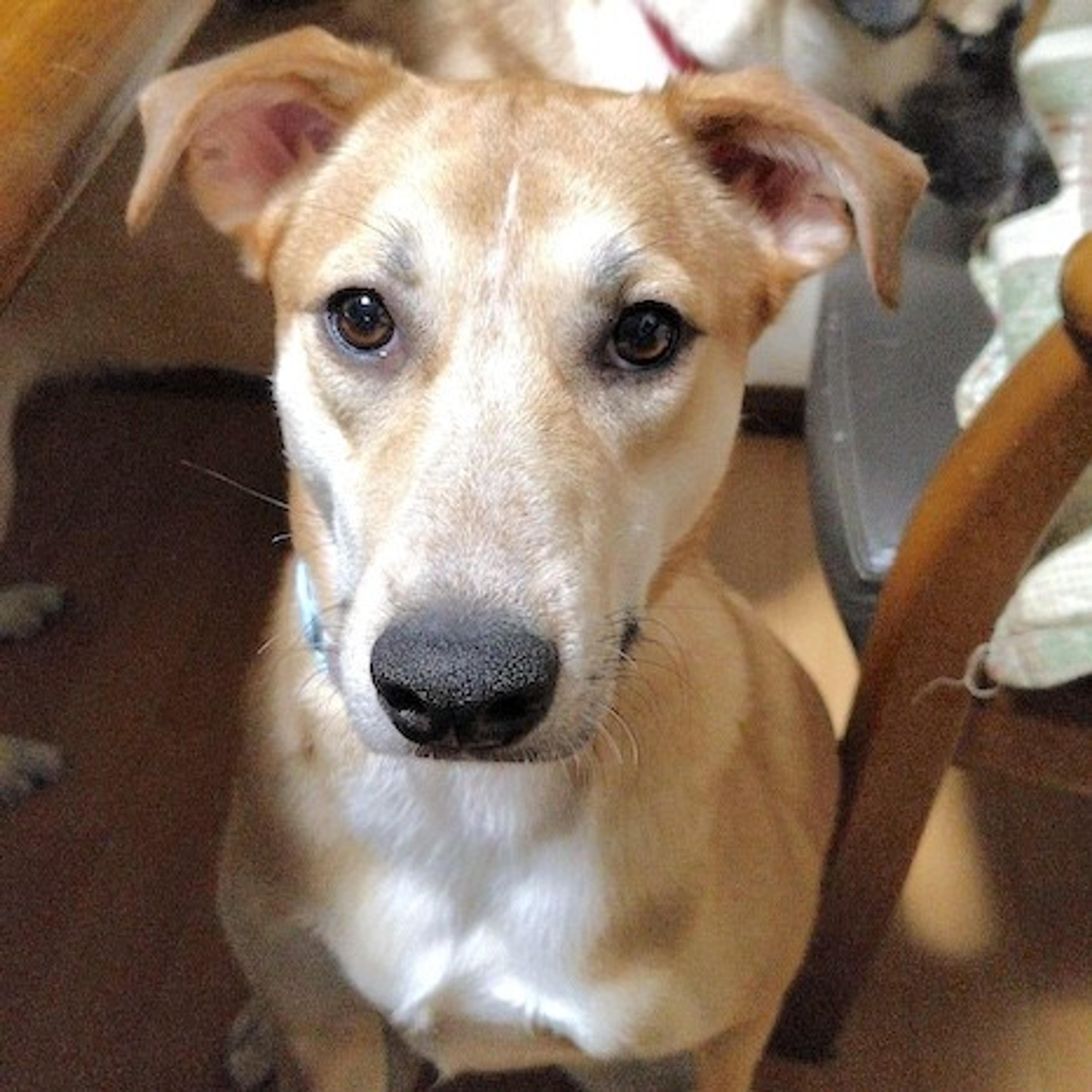 pet-image-3