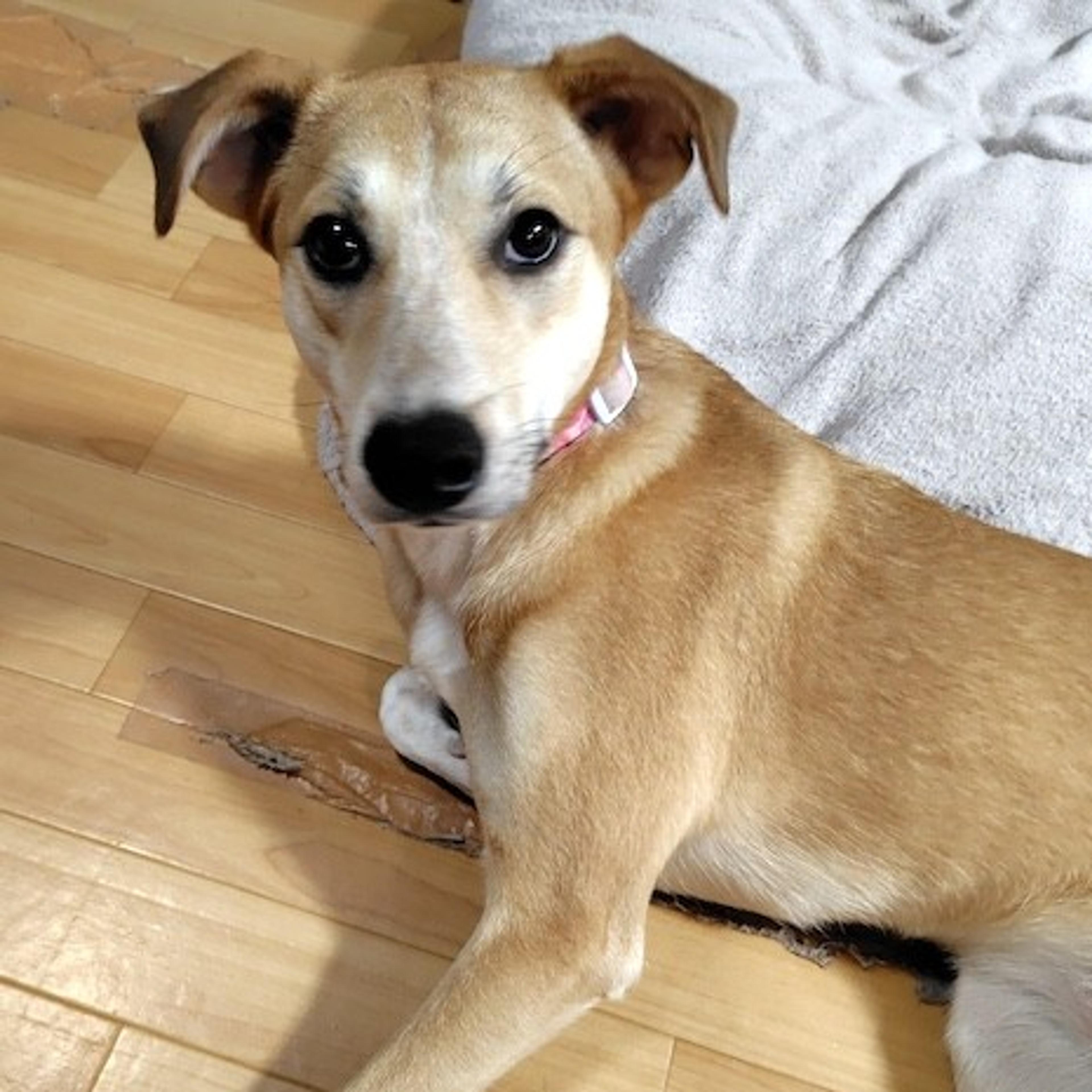 pet-image-4