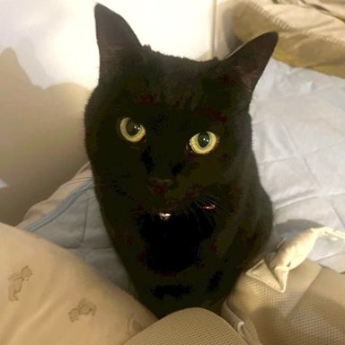 雑種（ミックス猫）・メスの里親募集の写真