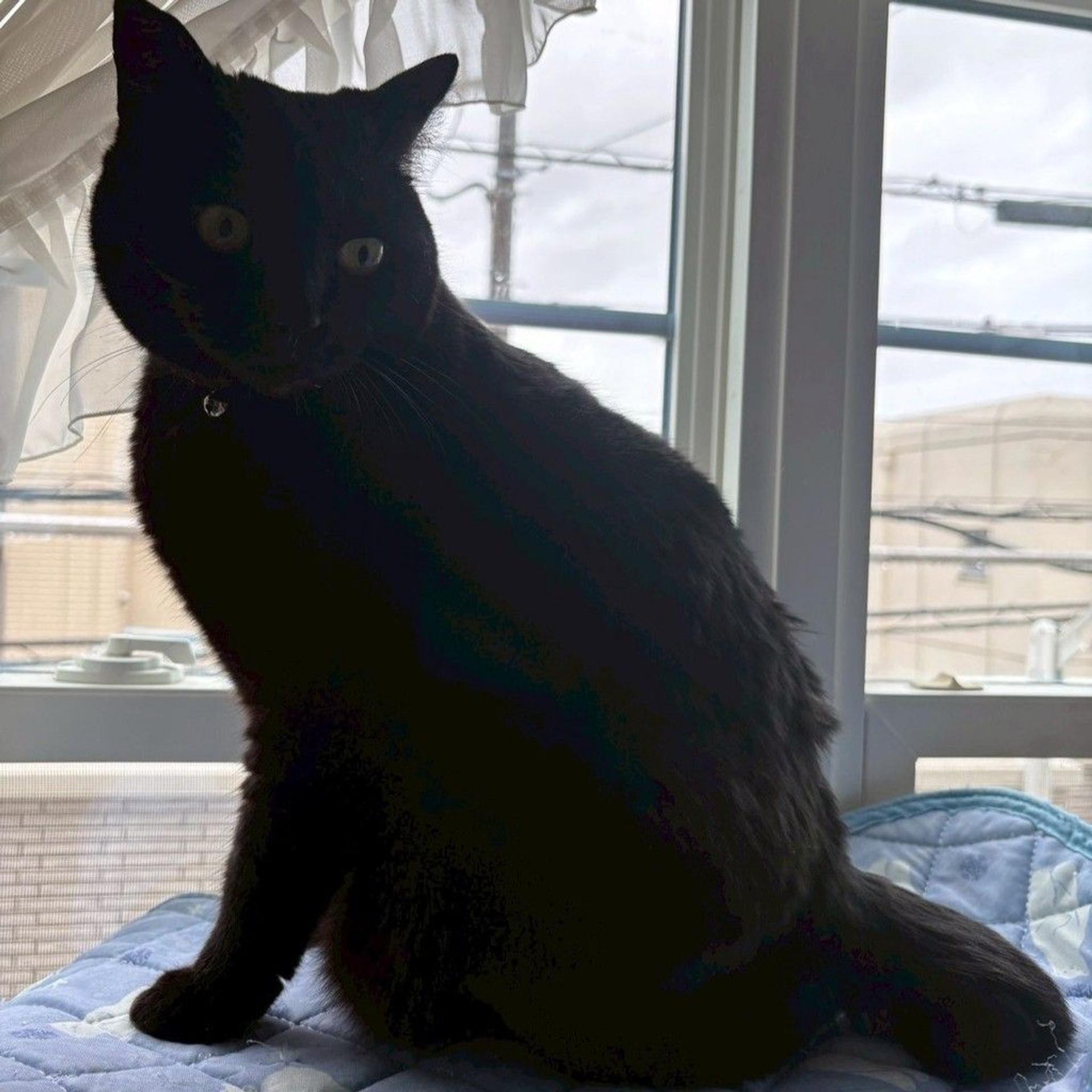 pet-image-2