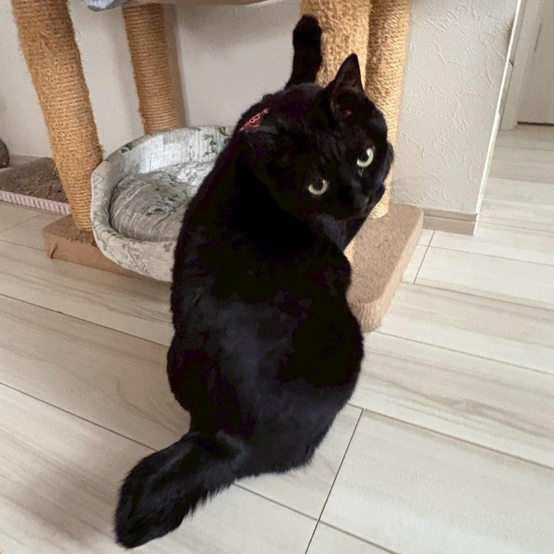 pet-image-3