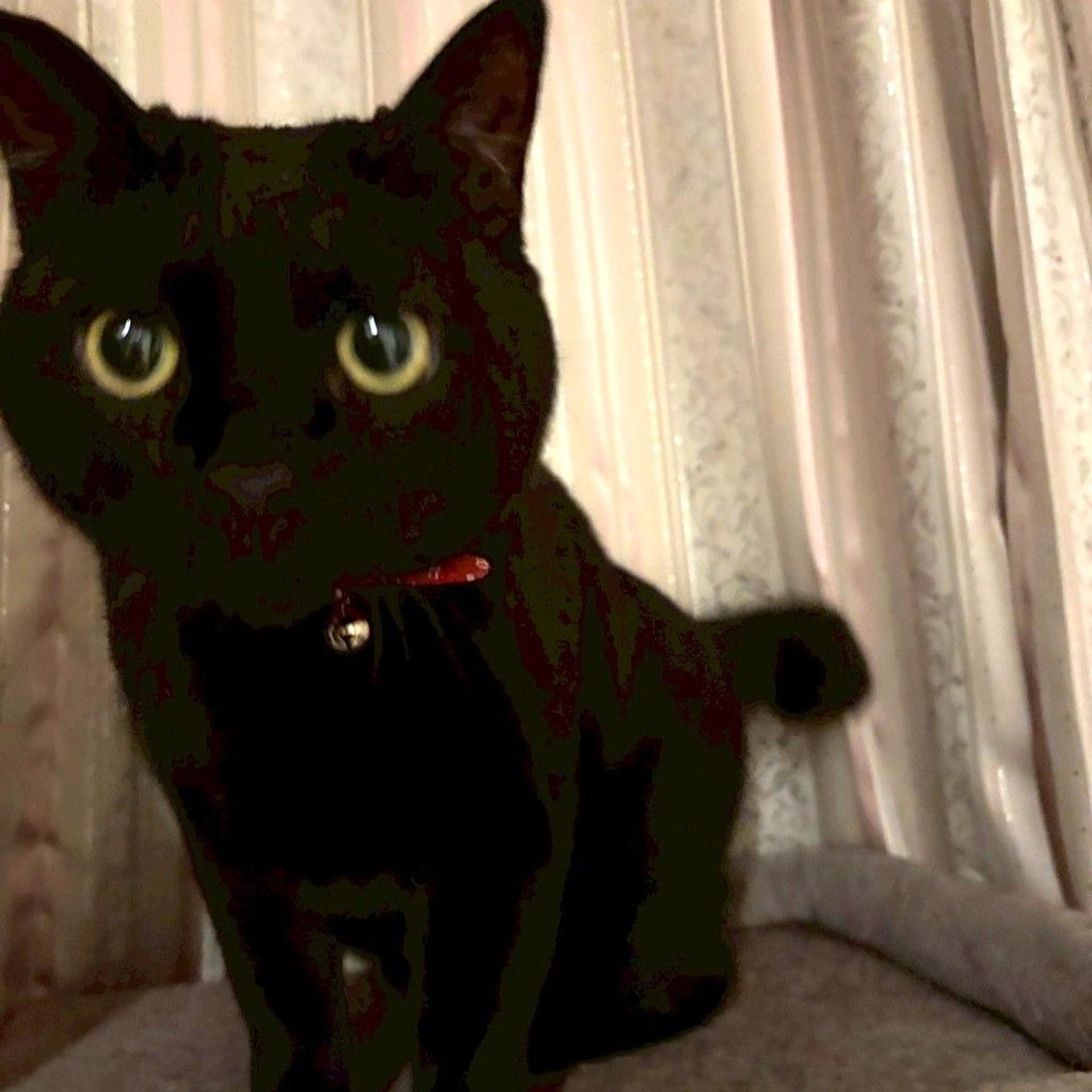pet-image-4