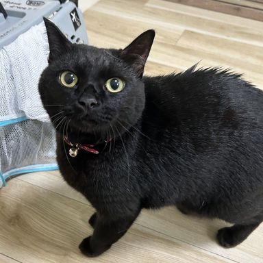 ミミ