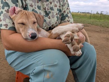 雑種（ミックス犬）・オスの里親募集の写真