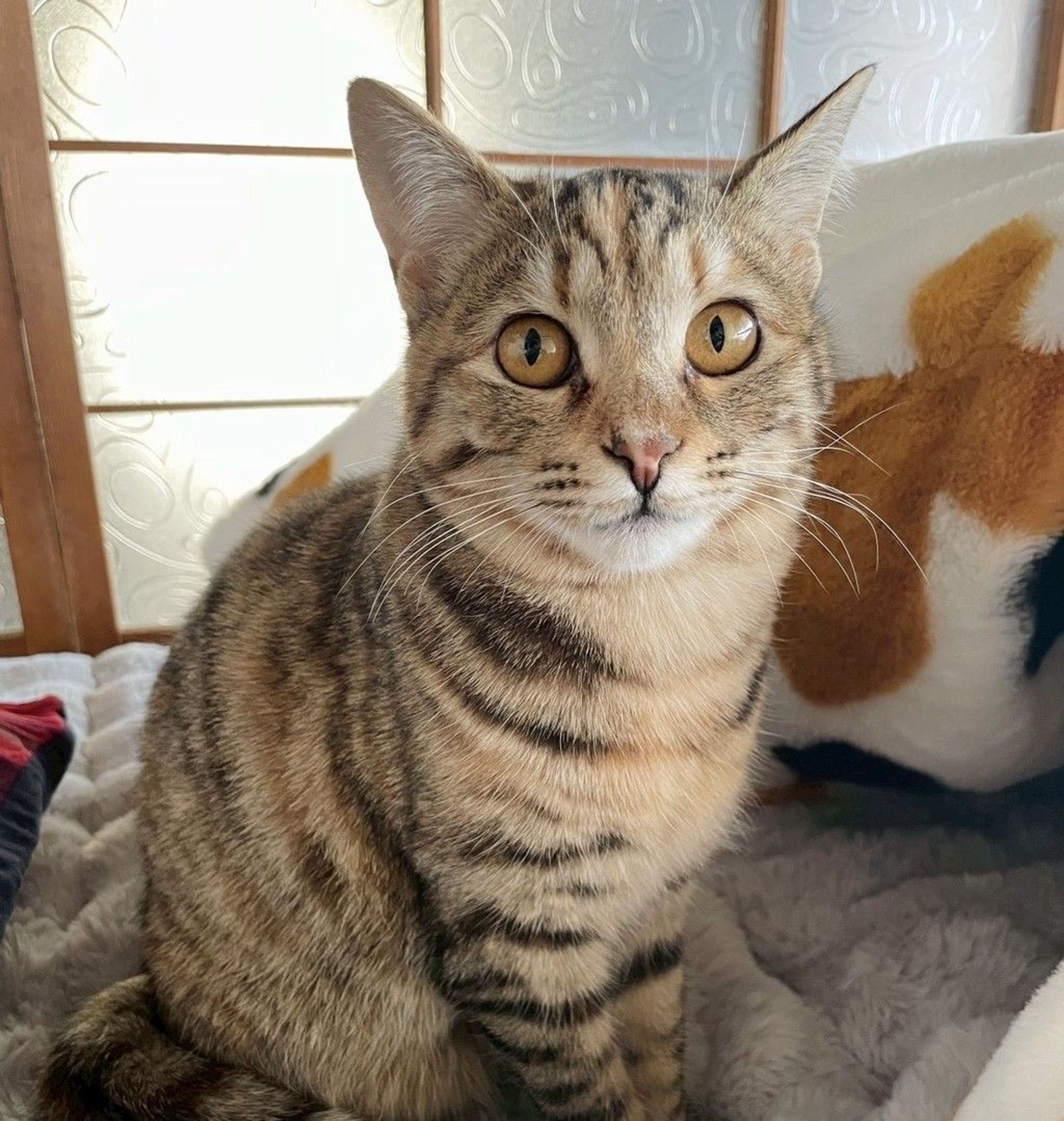 雑種（ミックス猫）・メスの里親募集の写真