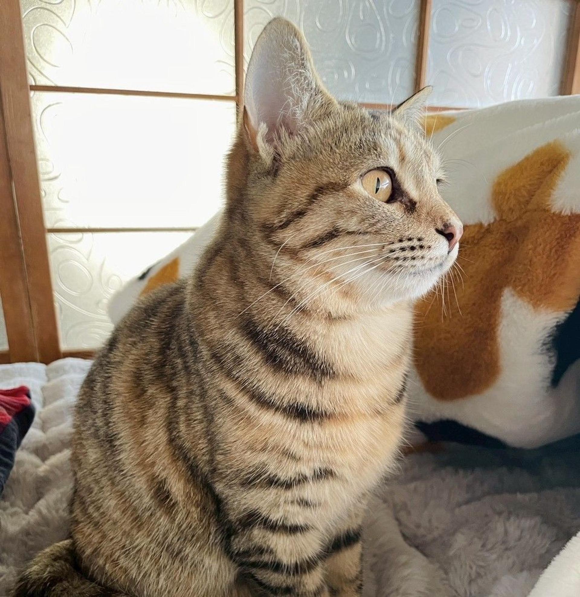 pet-image-2