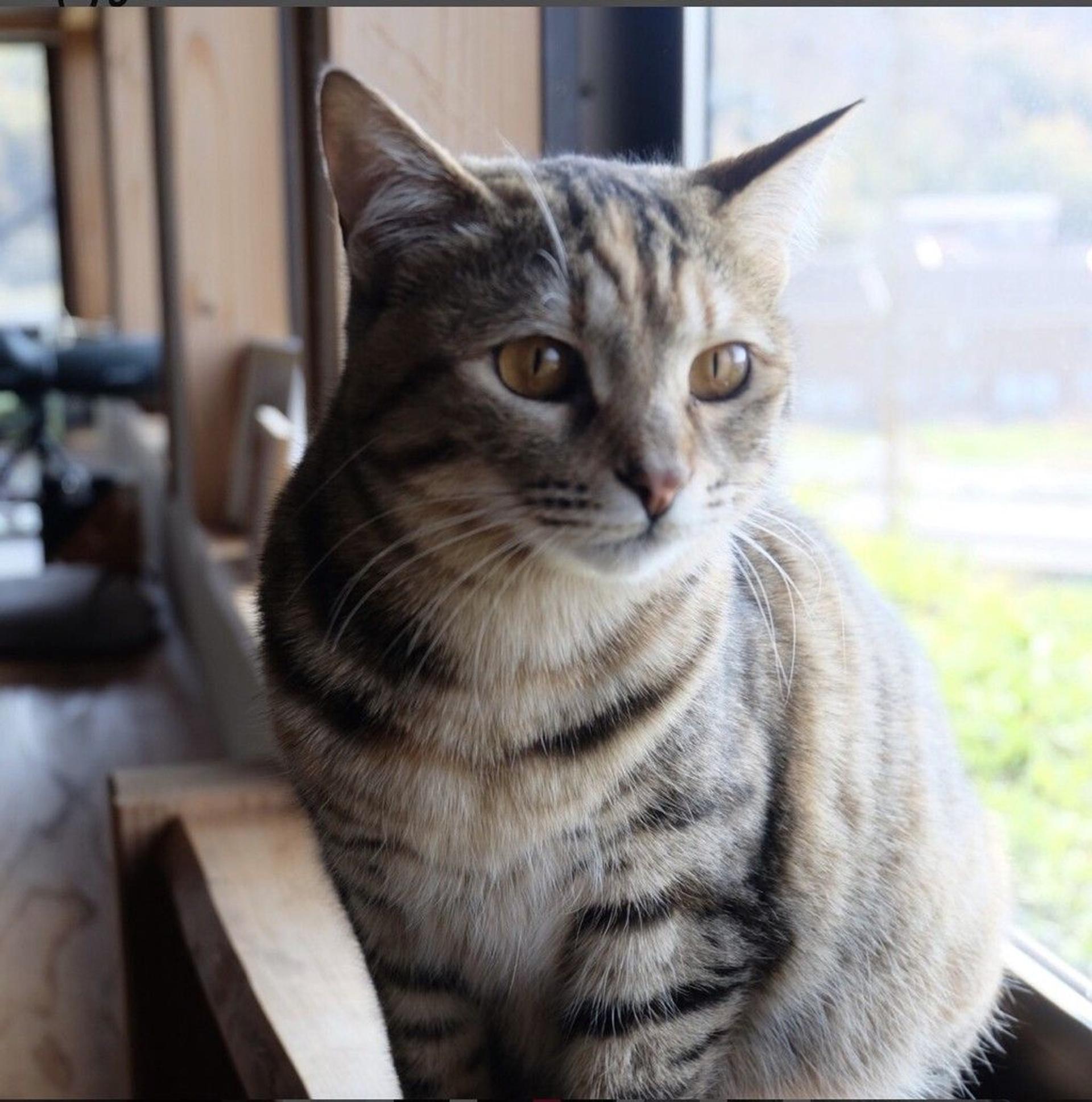 pet-image-4