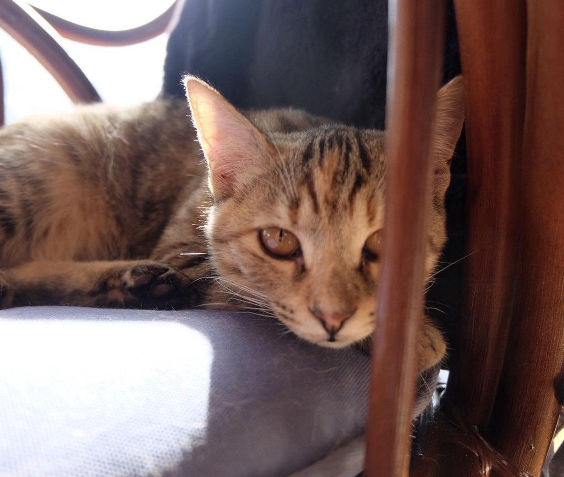 pet-image-6