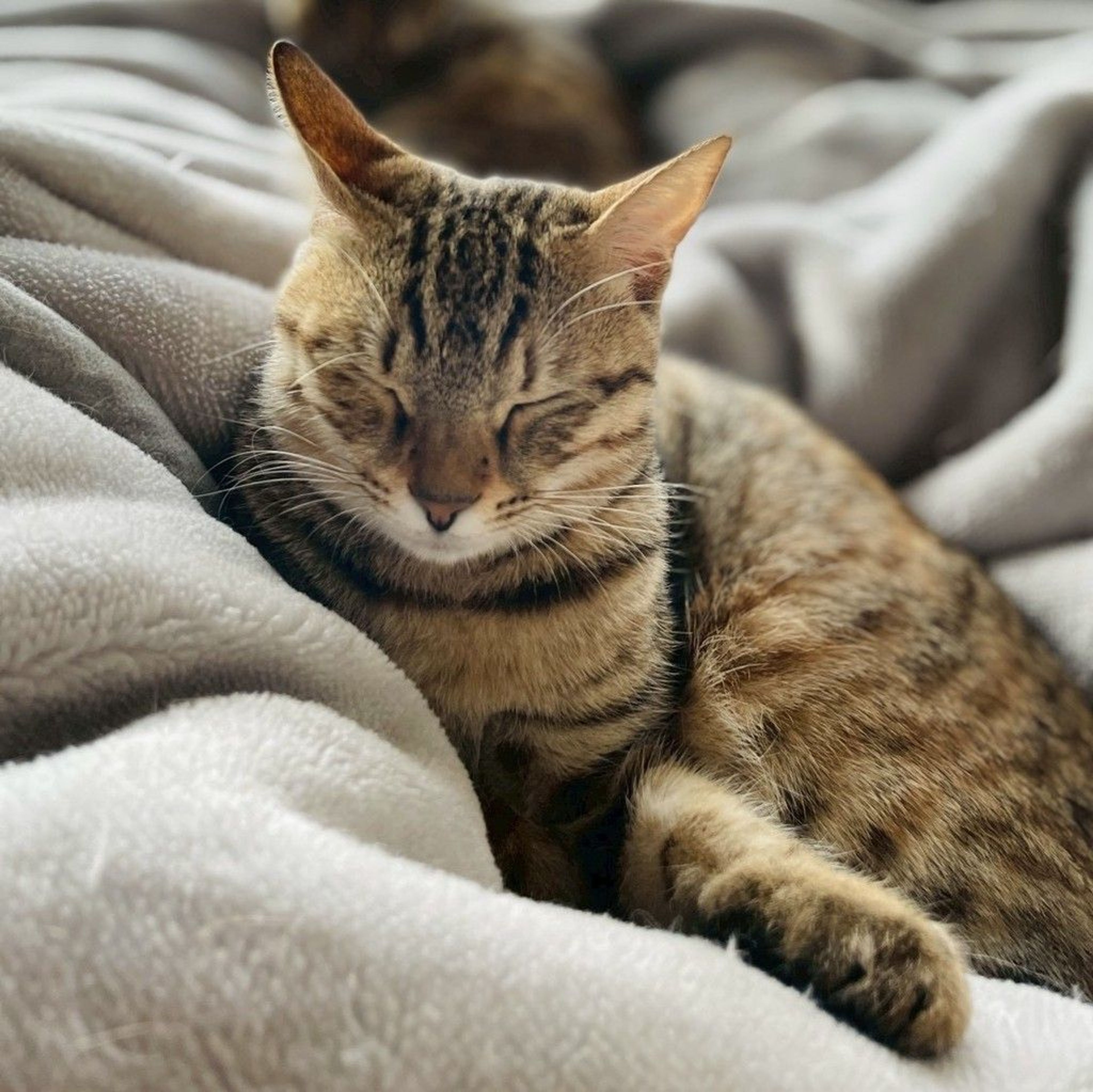 雑種（ミックス猫）・メスの里親募集の写真