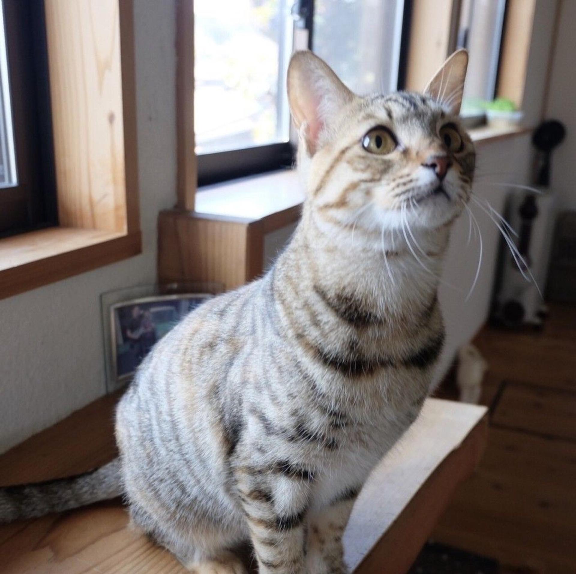 pet-image-2