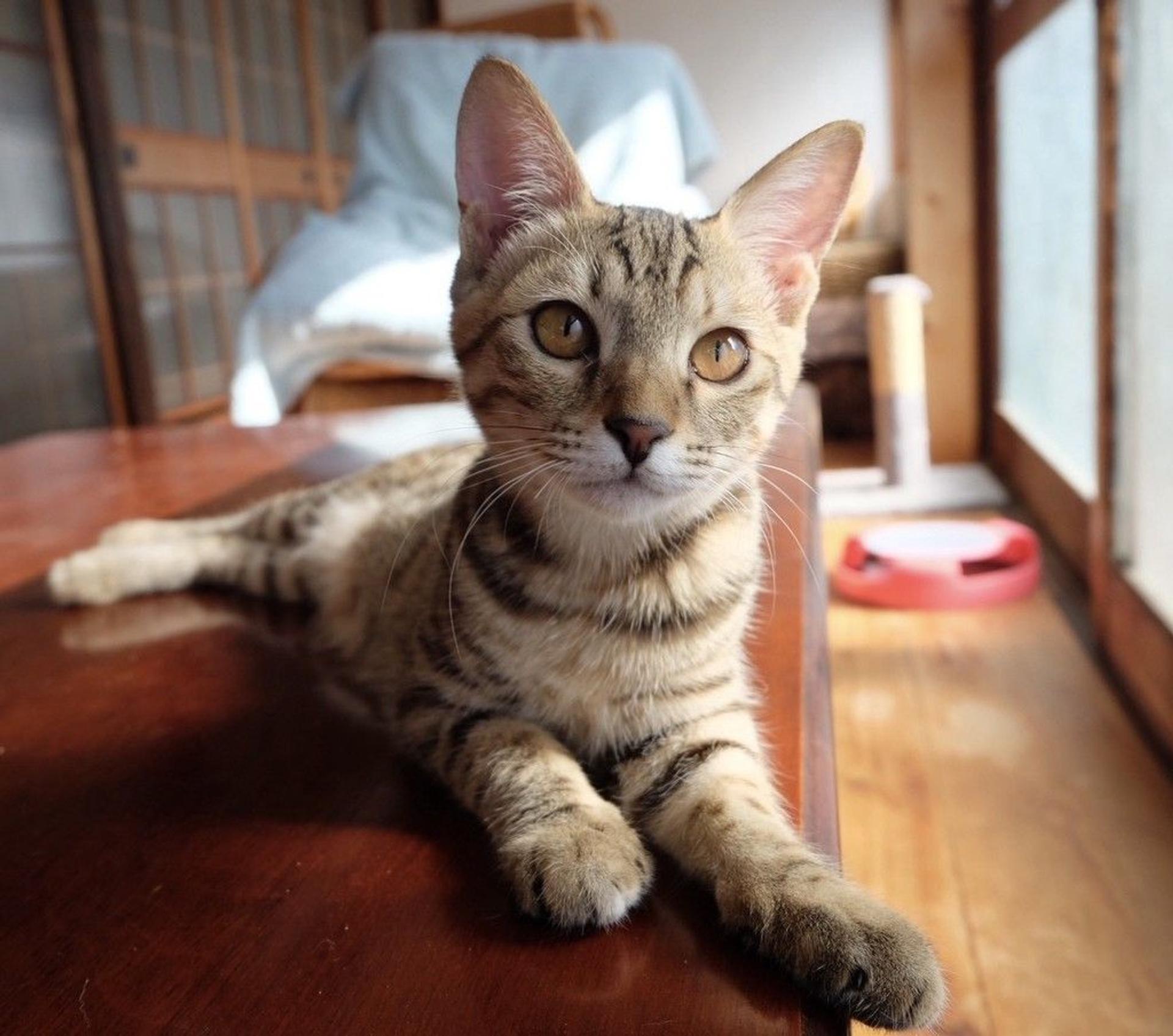 pet-image-6