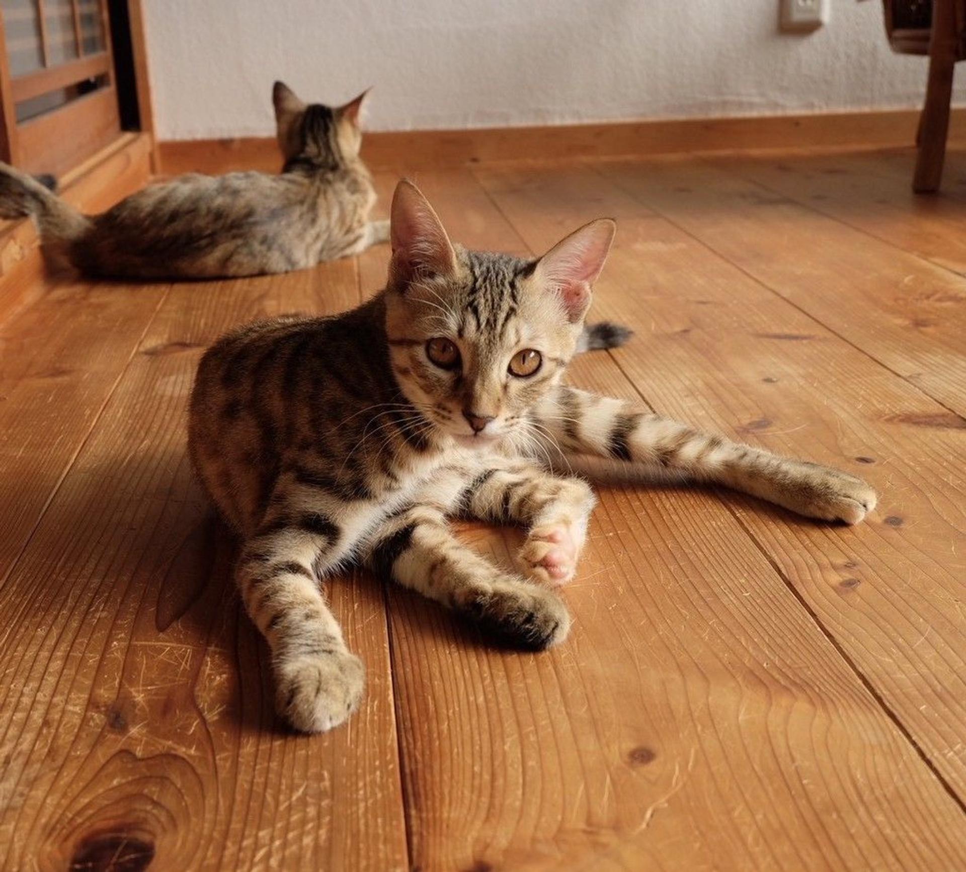 pet-image-8