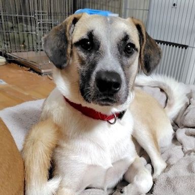 雑種（ミックス犬）・オスの里親募集の写真