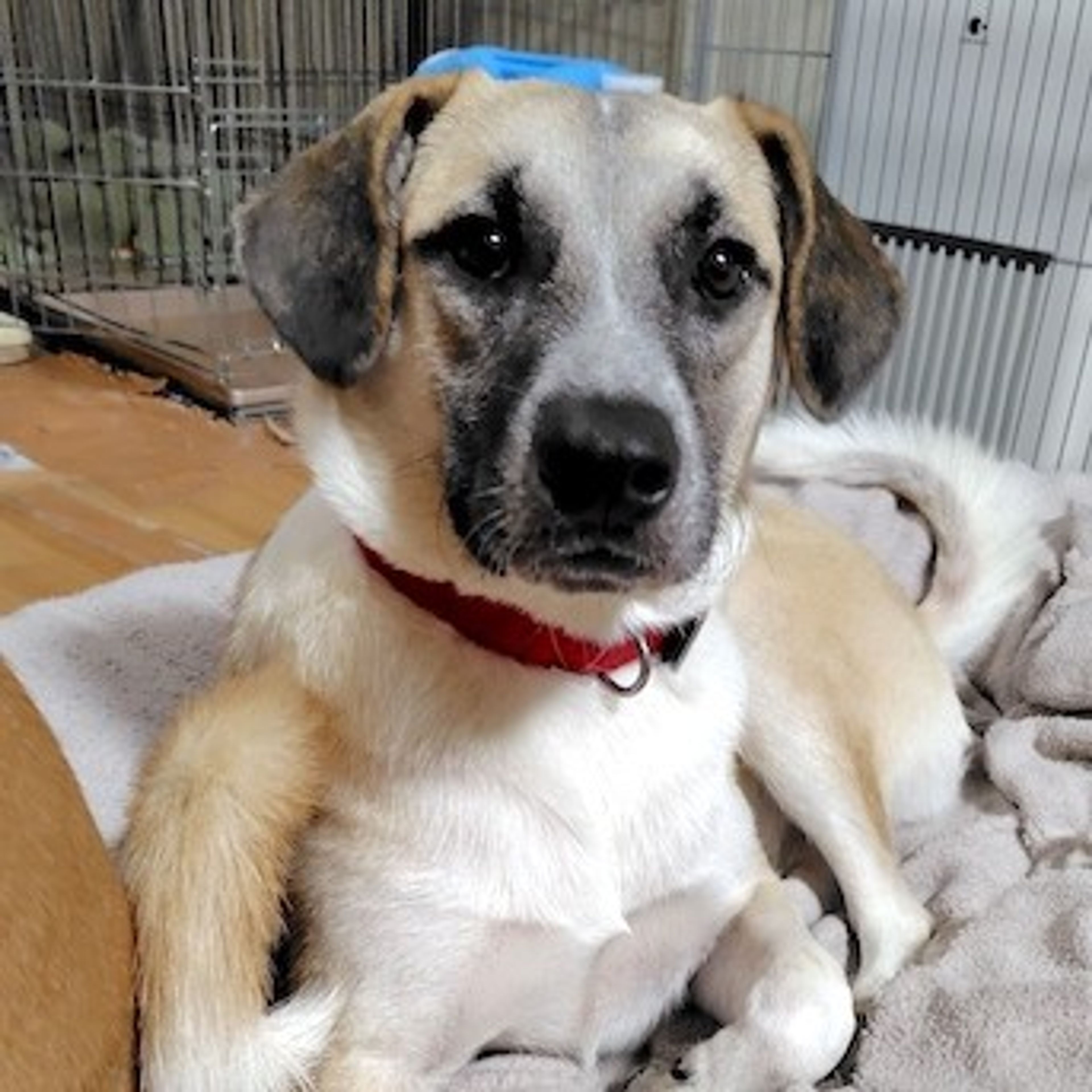 雑種（ミックス犬）・オスの里親募集の写真