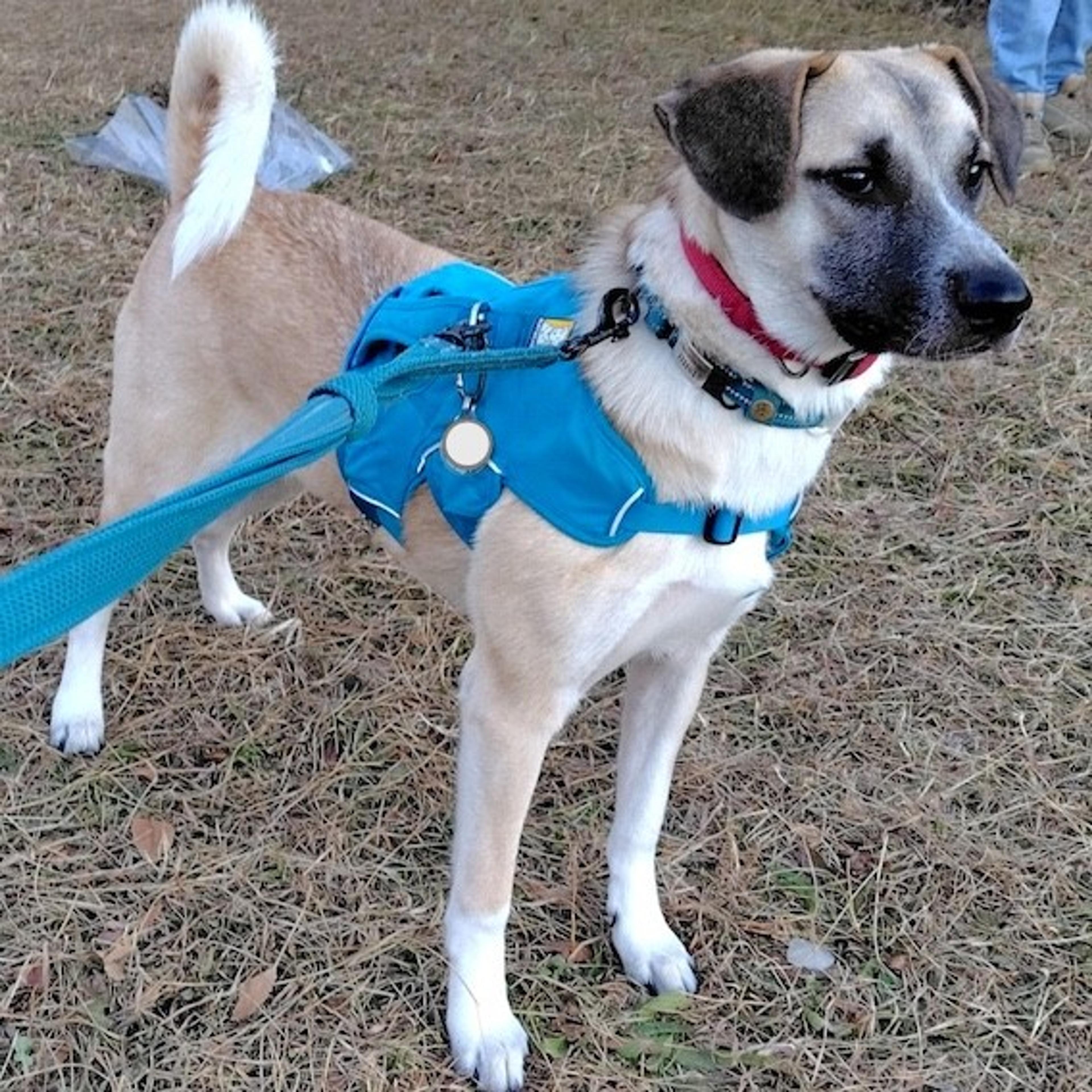 pet-image-2