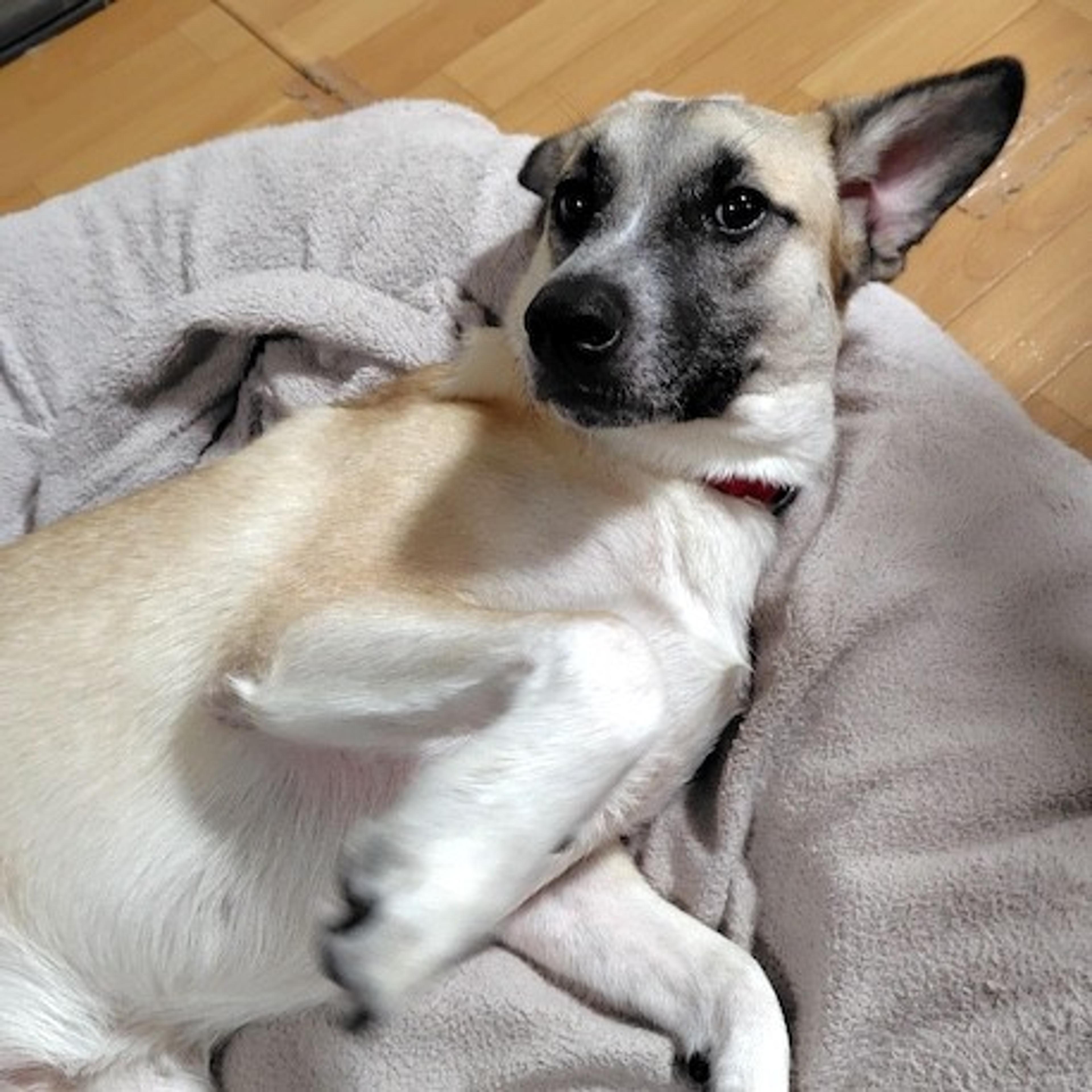 pet-image-4
