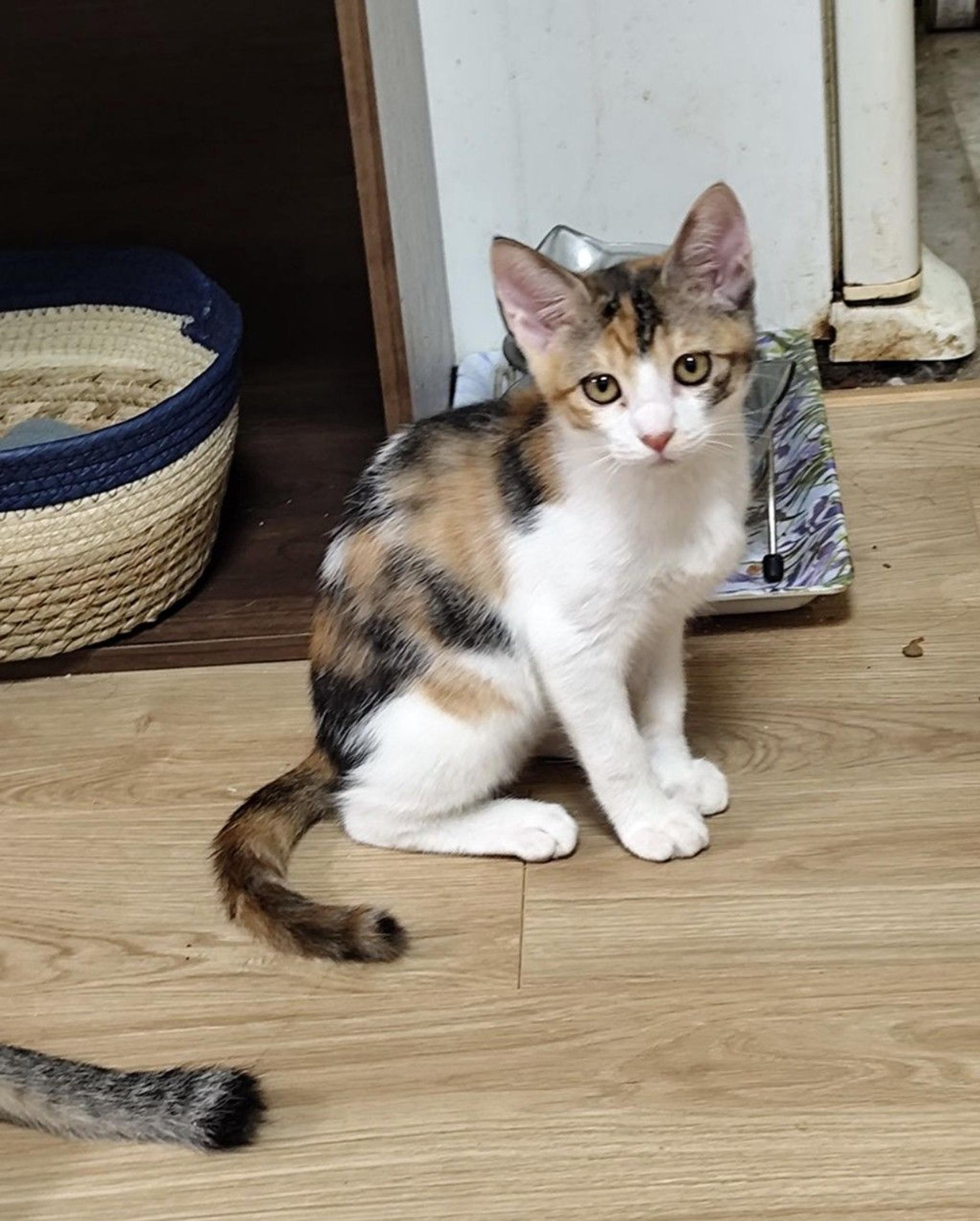 pet-image-4