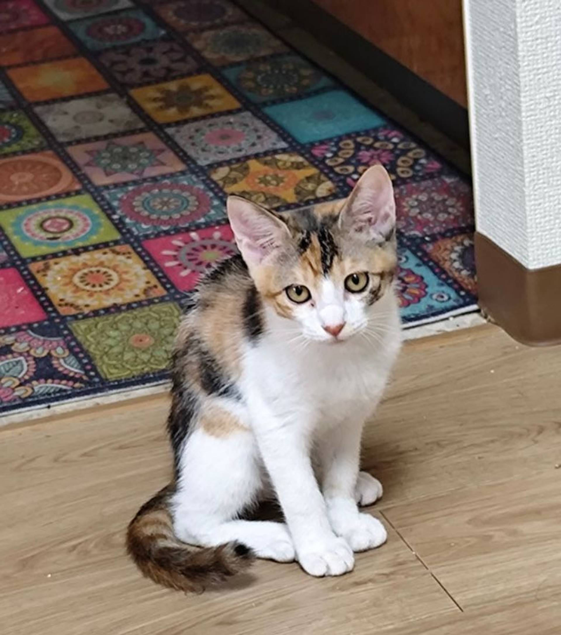 雑種（ミックス猫）・メスの里親募集の写真