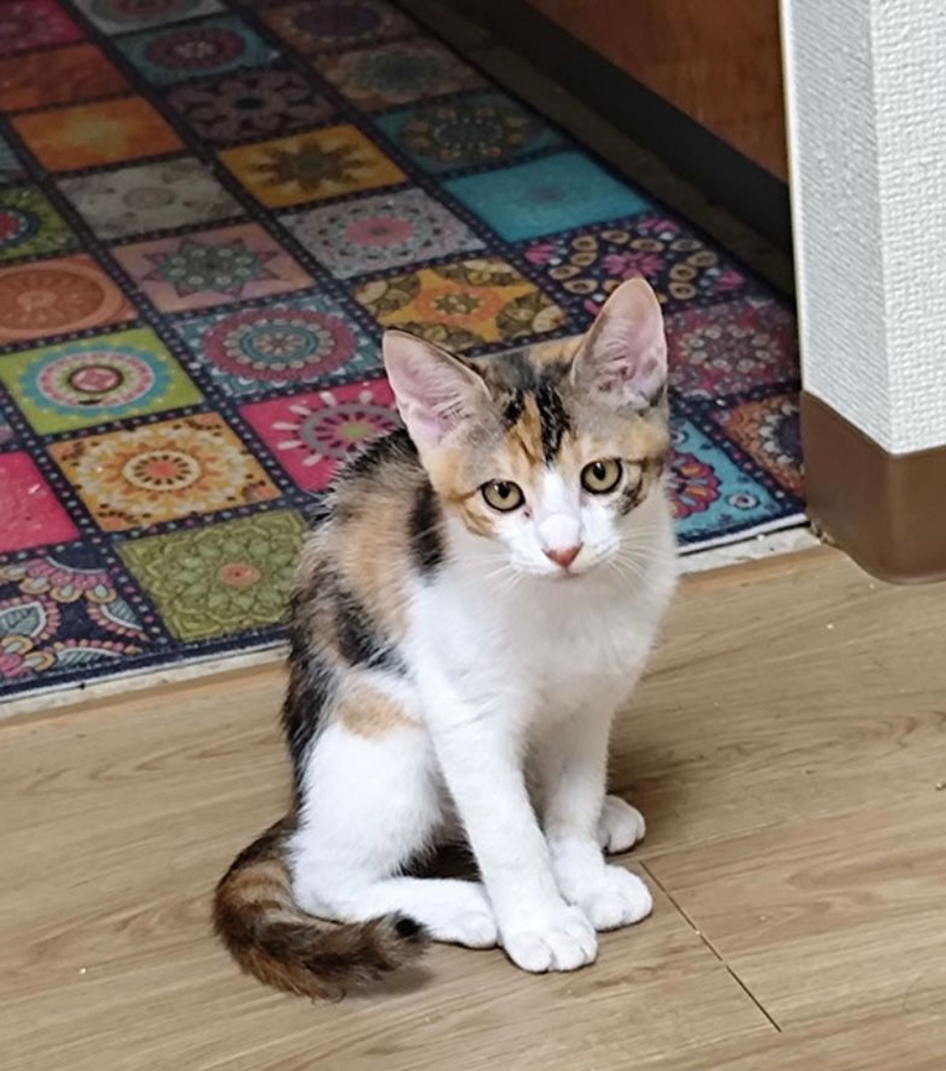 雑種（ミックス猫）・メスの里親募集の写真
