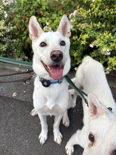 雑種（ミックス犬）・オスの里親募集の写真