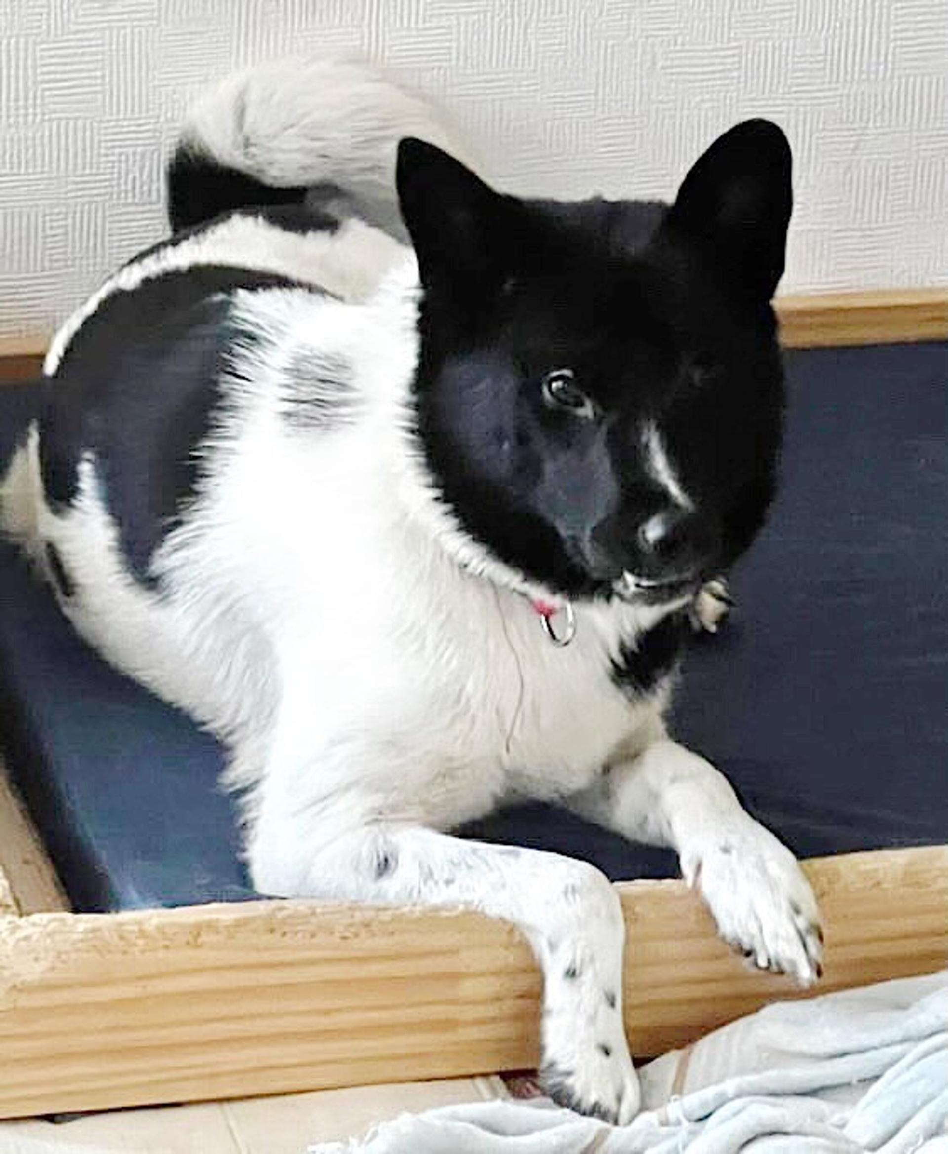 pet-image-2