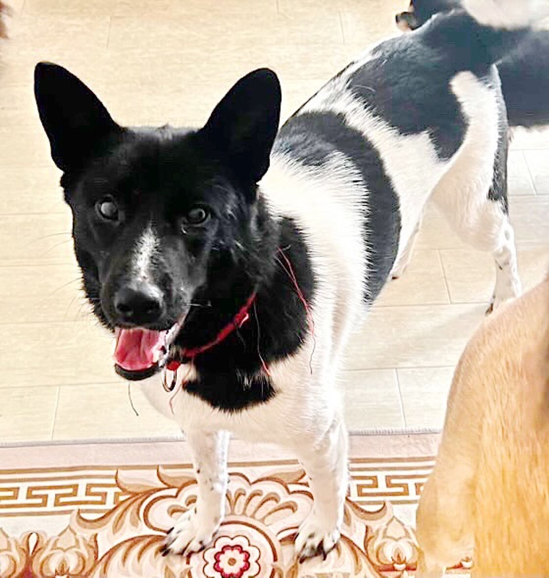 雑種（ミックス犬）・メスの里親募集の写真