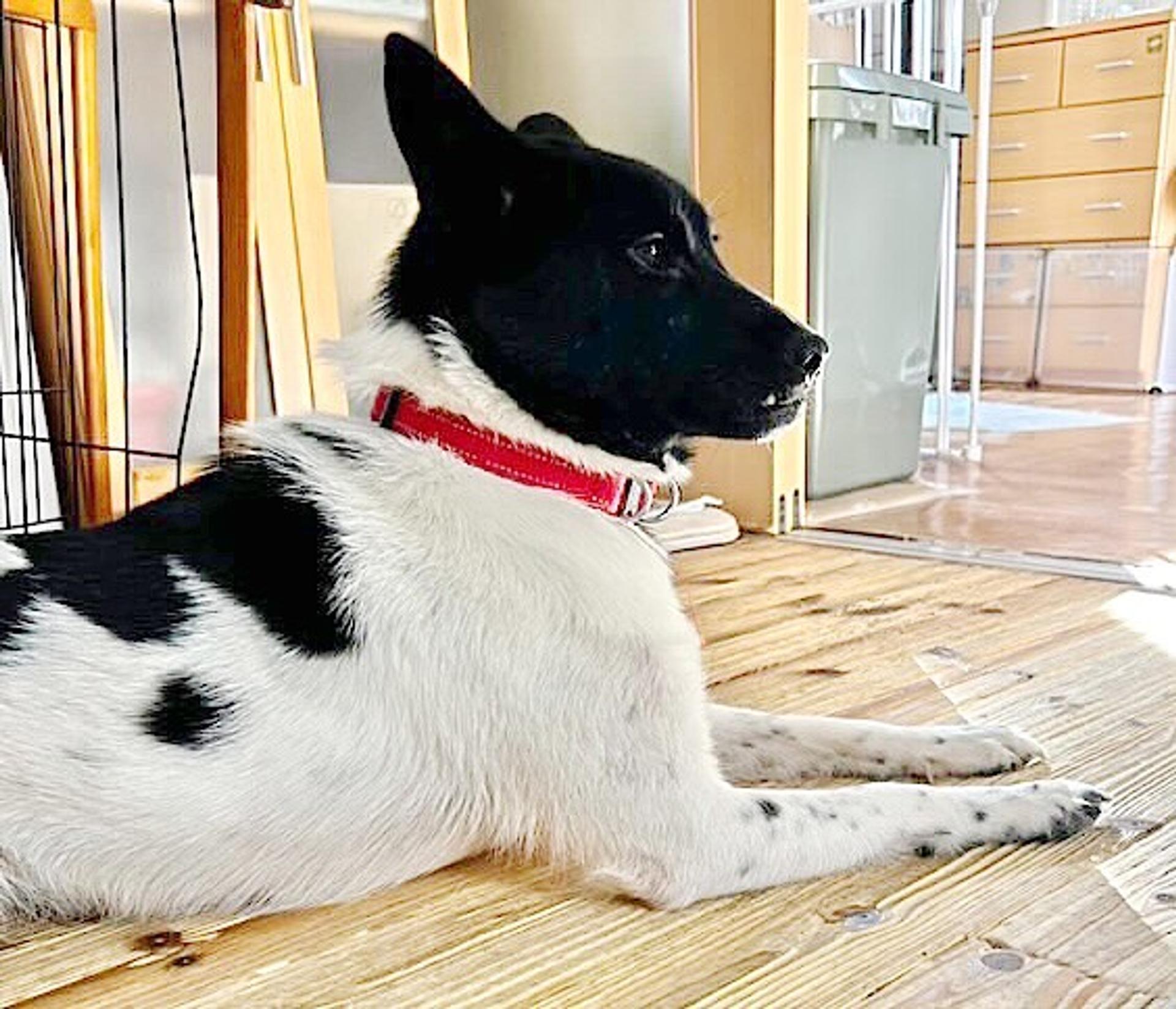 pet-image-4