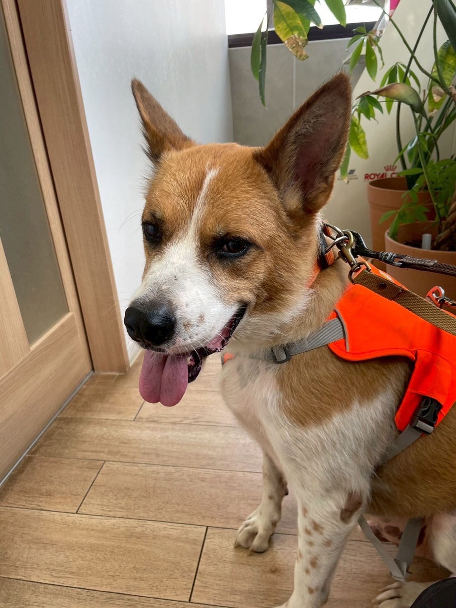 雑種（ミックス犬）・オスの里親募集の写真