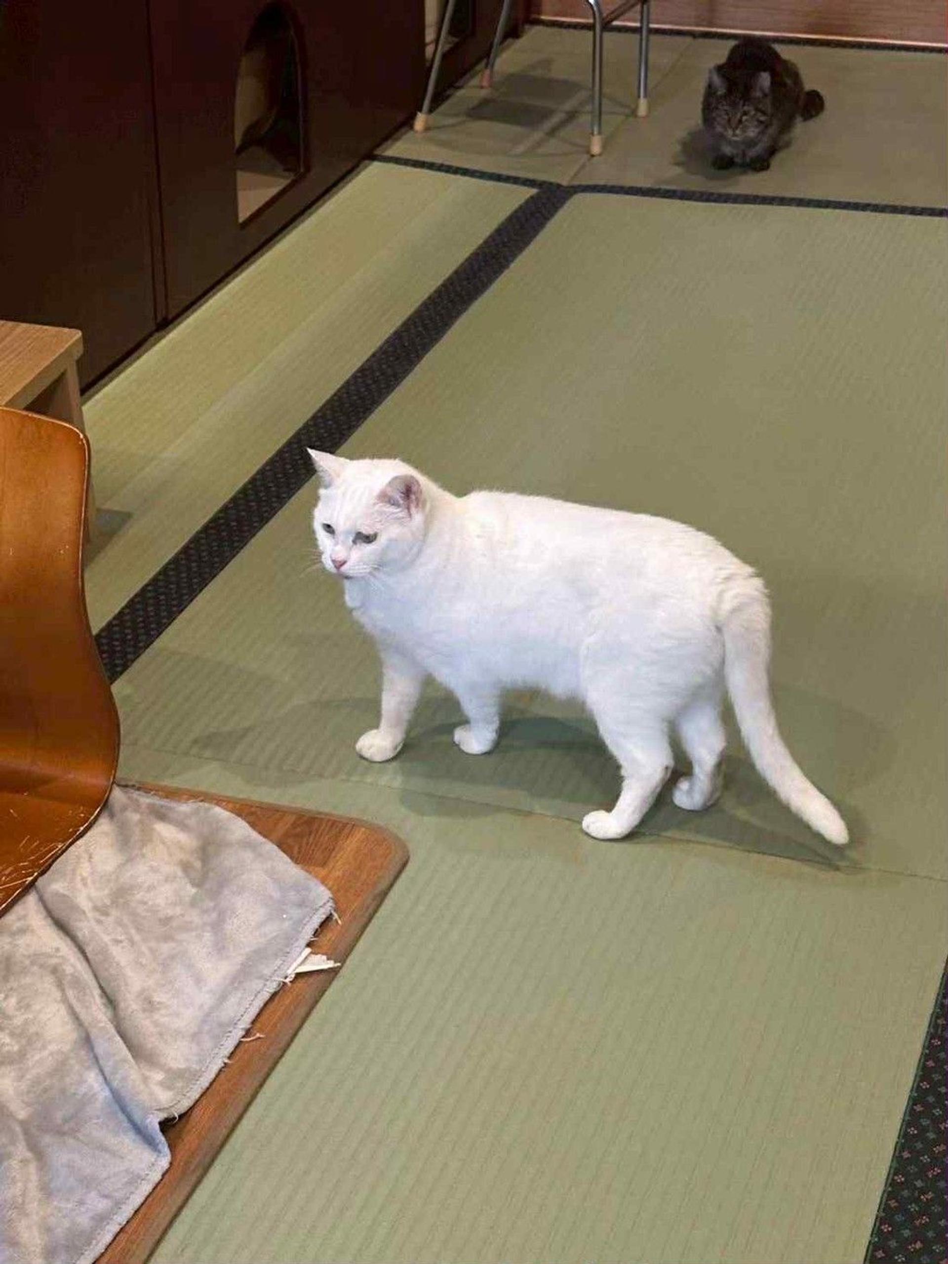 pet-image-5