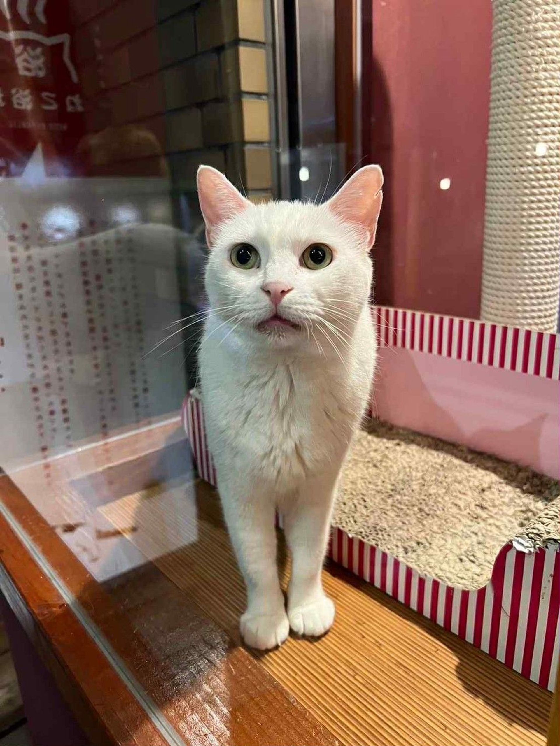 雑種（ミックス猫）・メスの里親募集の写真