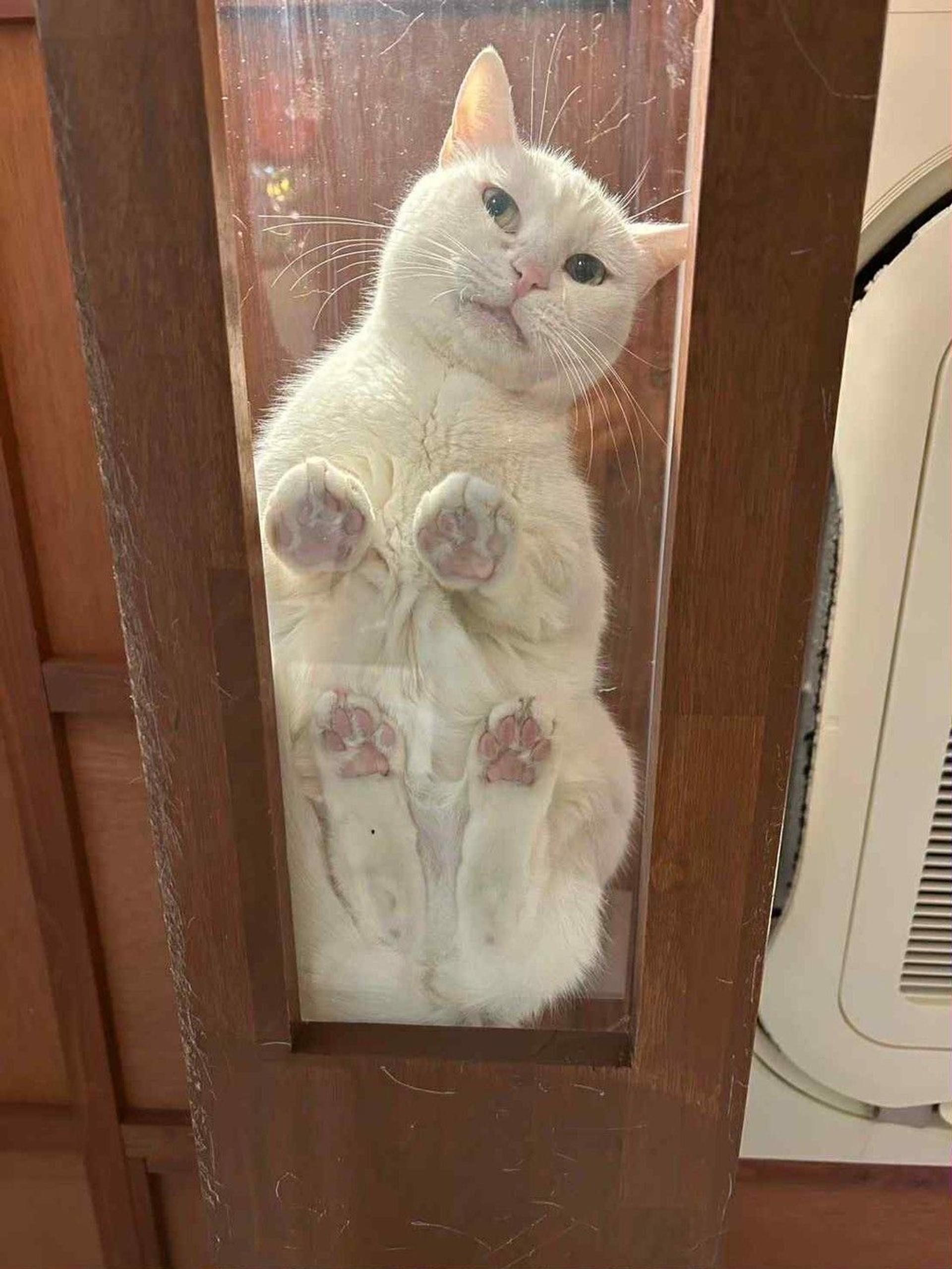 pet-image-6