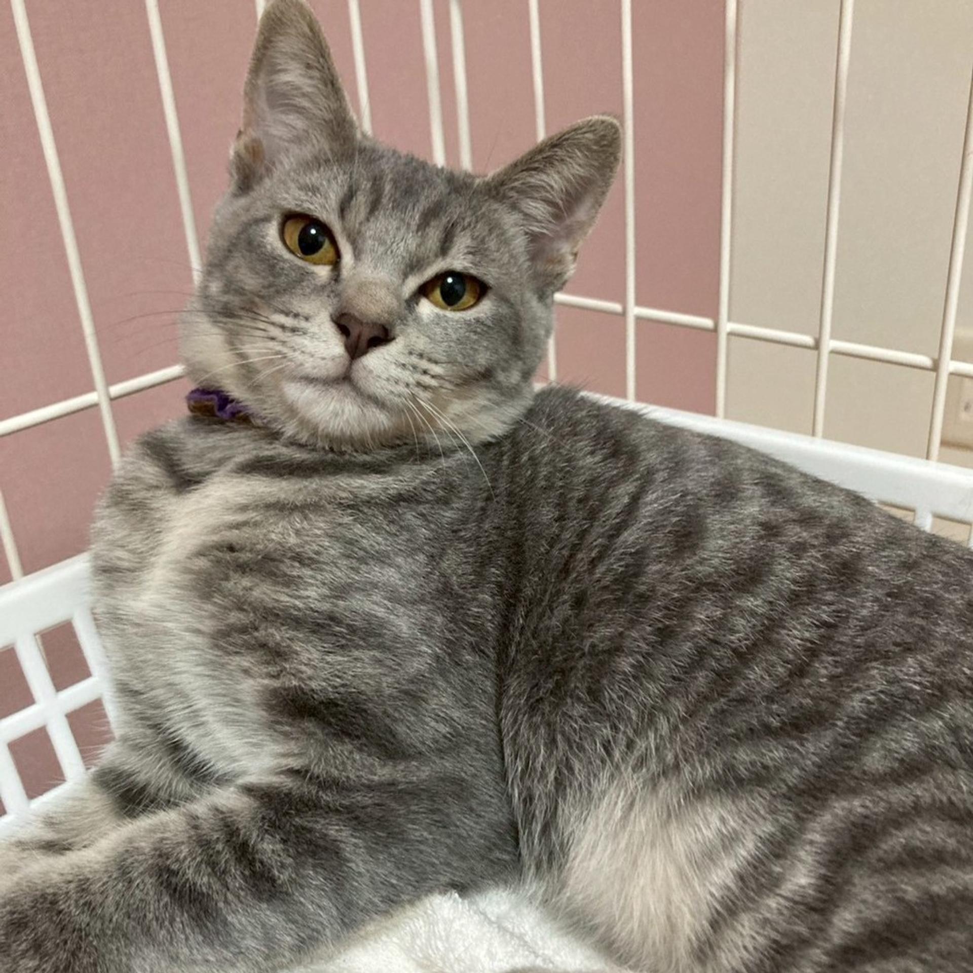 pet-image-5