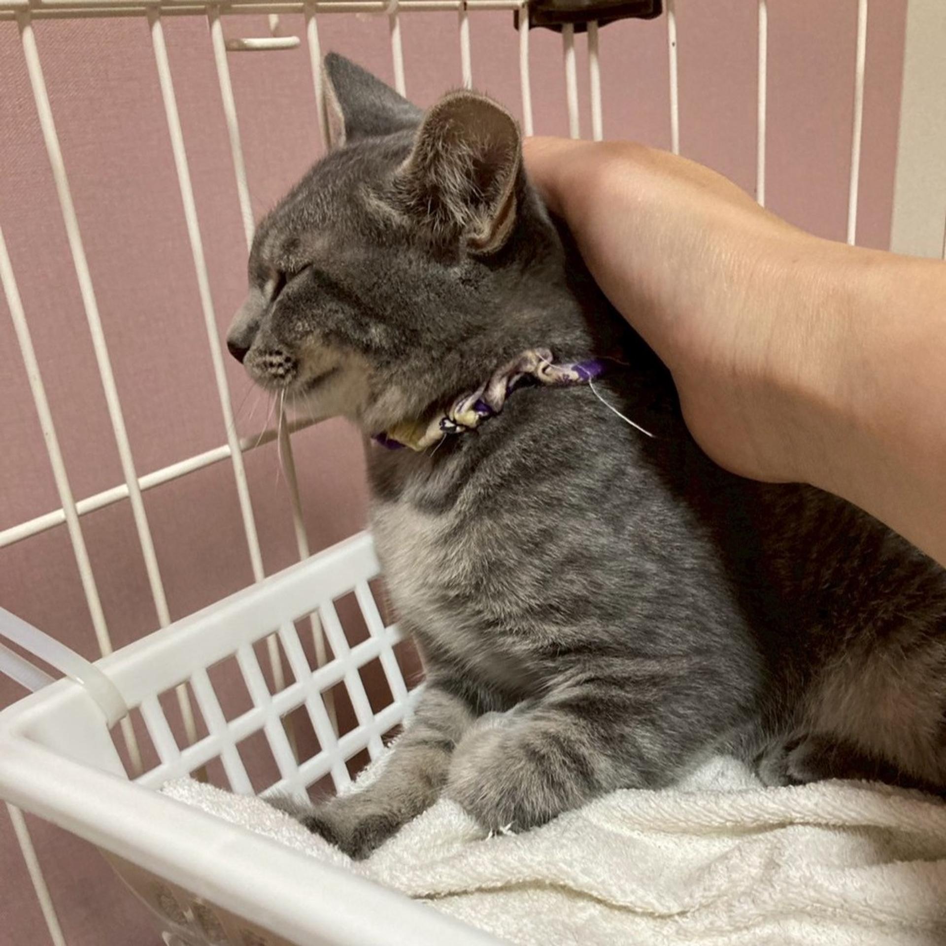 pet-image-9